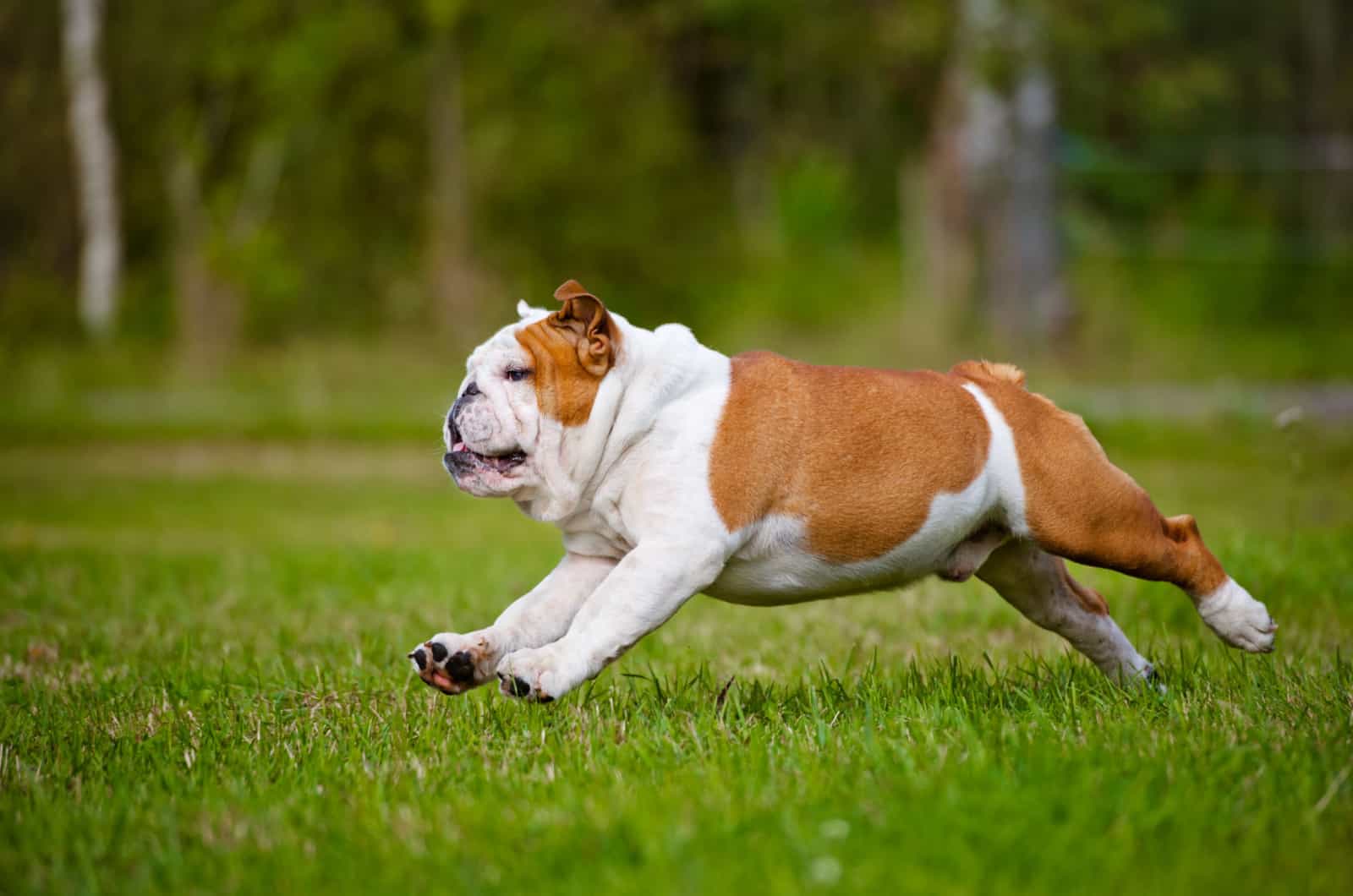 english bulldog running