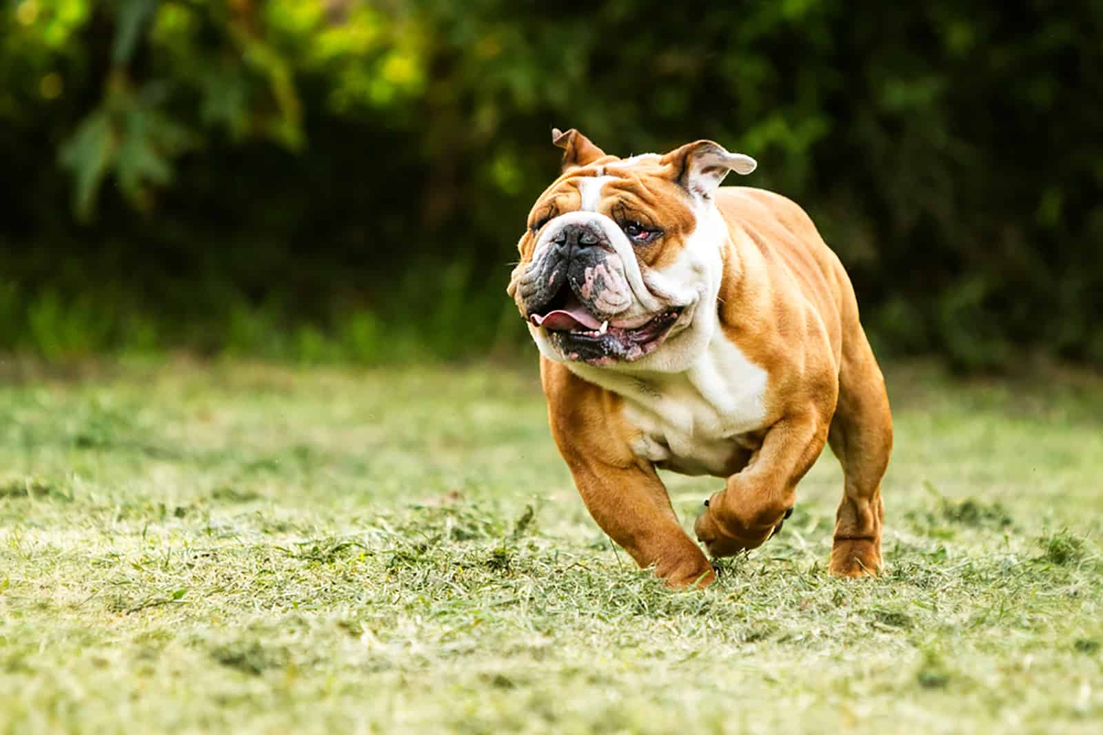 english bulldog running in the grass