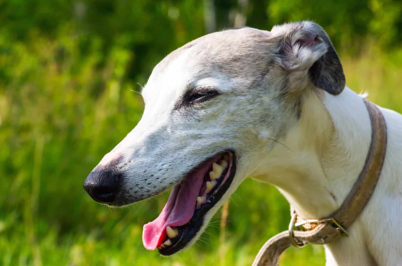 english greyhound