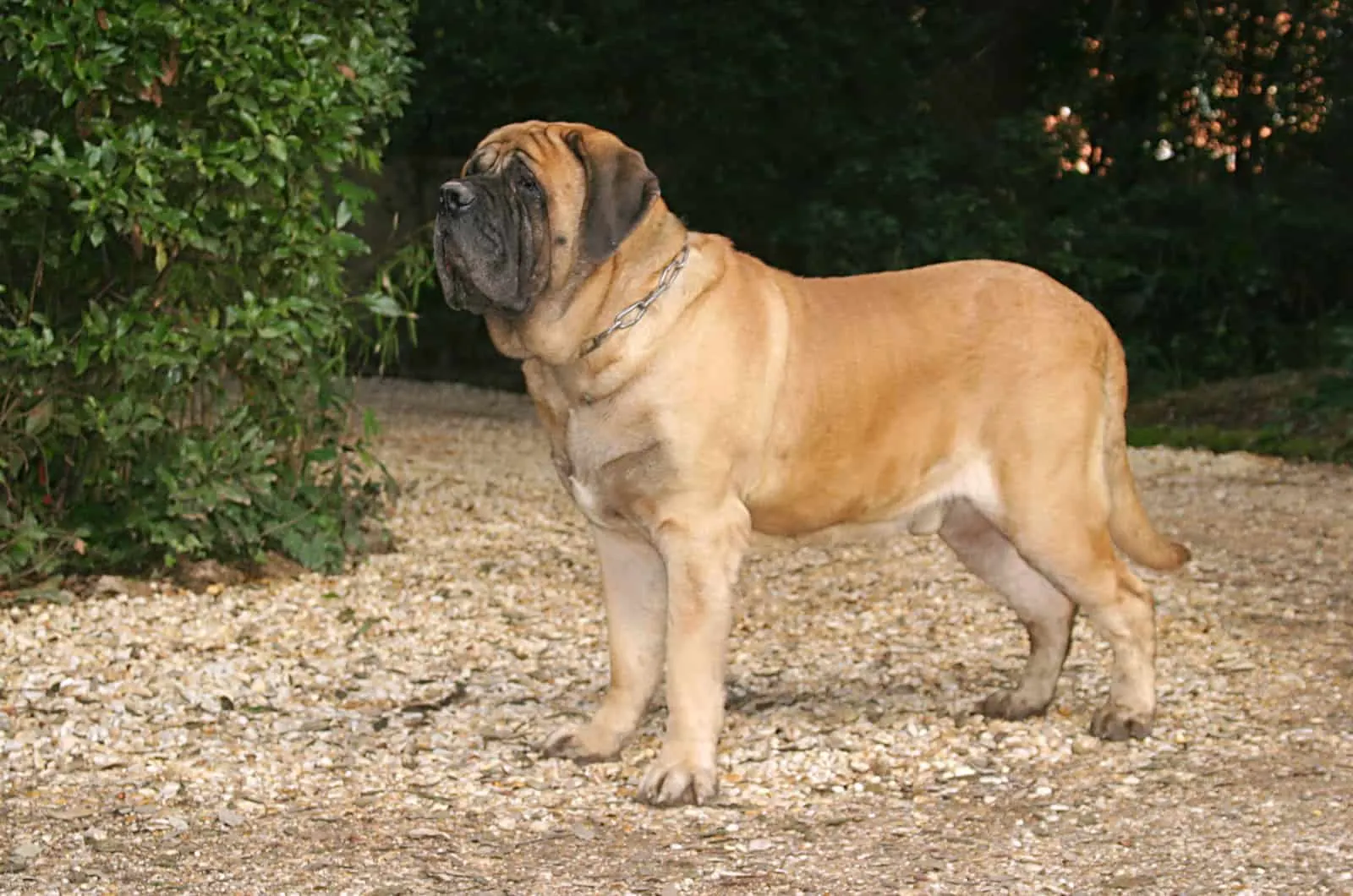 english mastiff