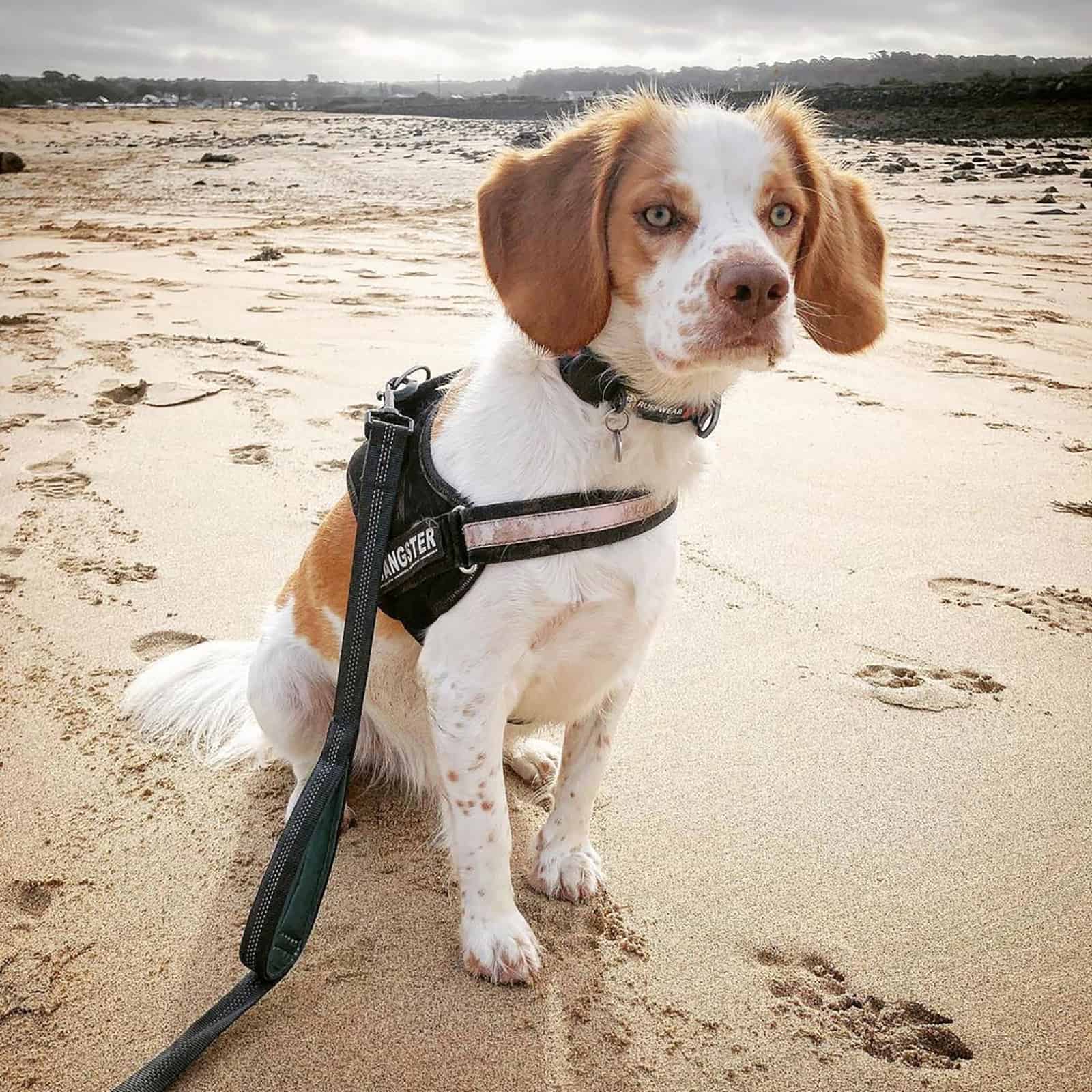 english springer spaniel beagle mix sitting on the beach