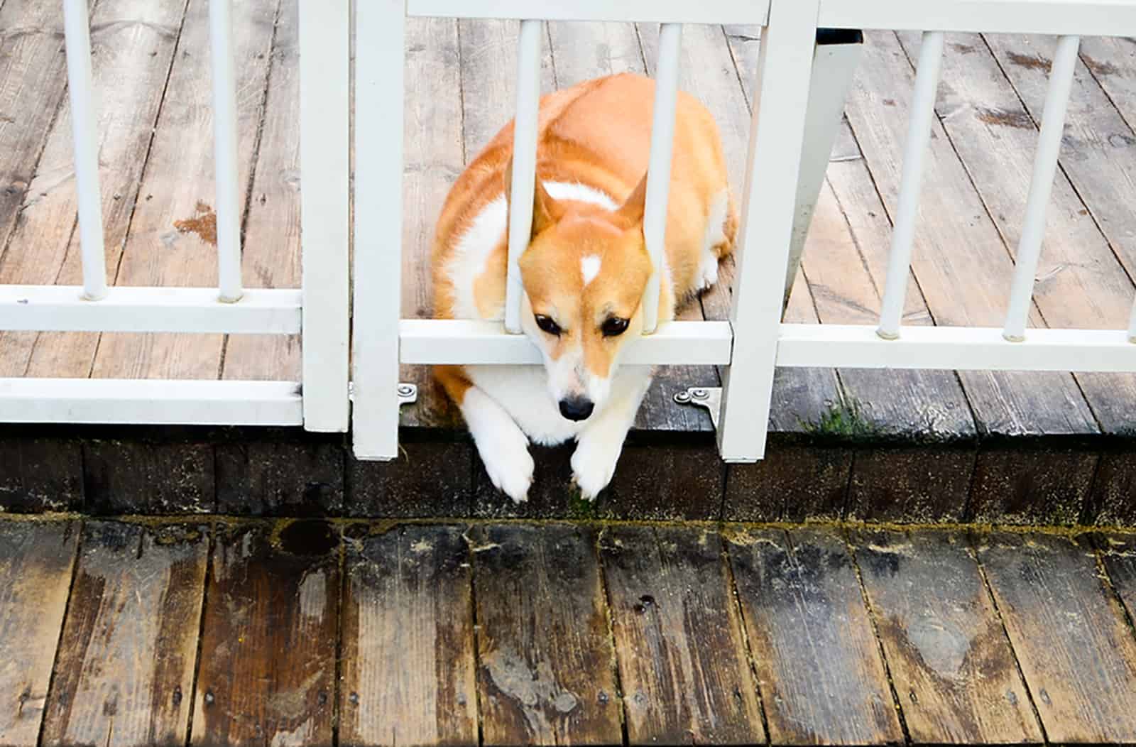 fat corgi dog lying beside a fence