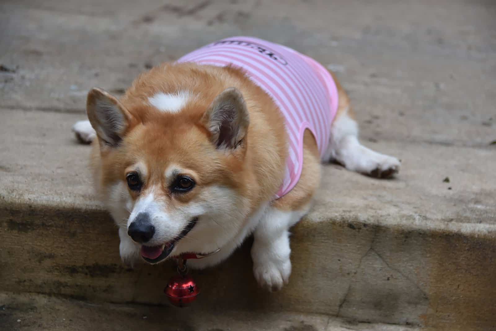 fat corgi lying down