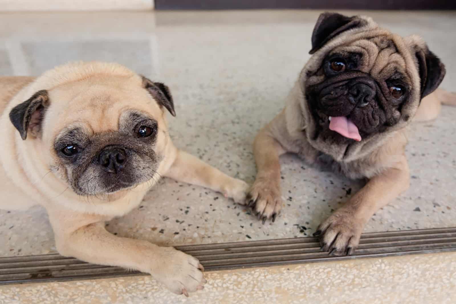 feamale and male pug dogs lying together on the floor