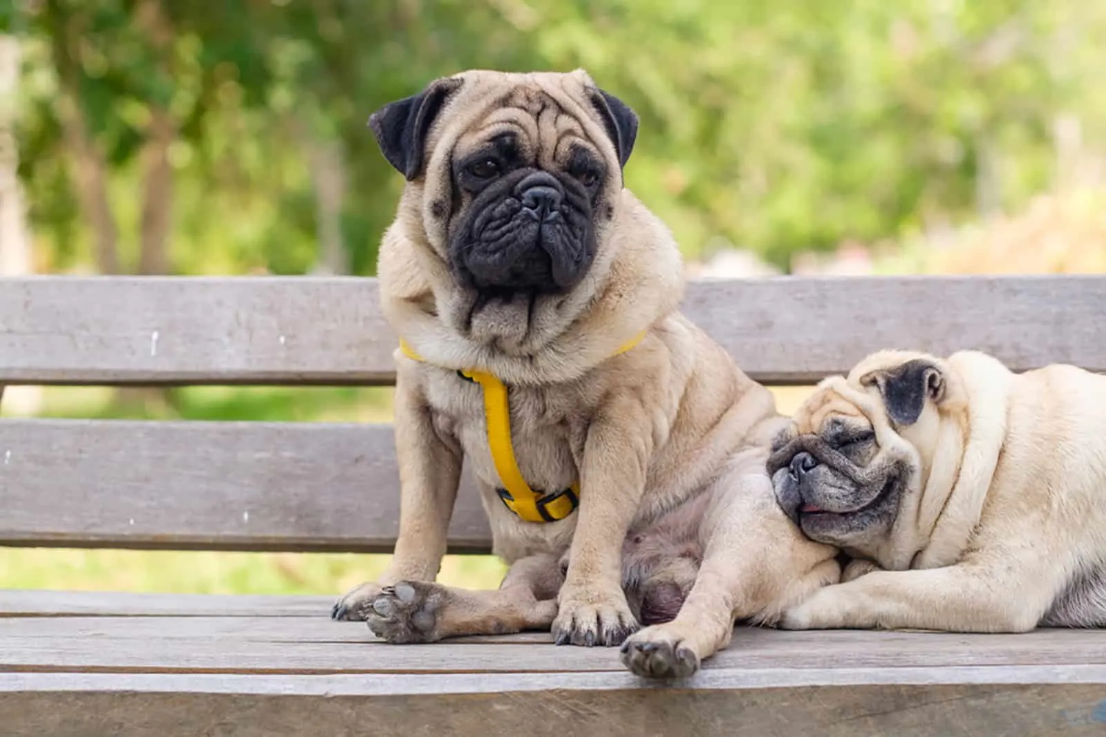 feamale and male pug on the bench in the park