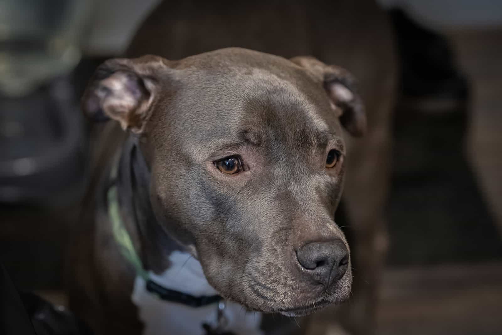 female american pitbull puppy looking sad