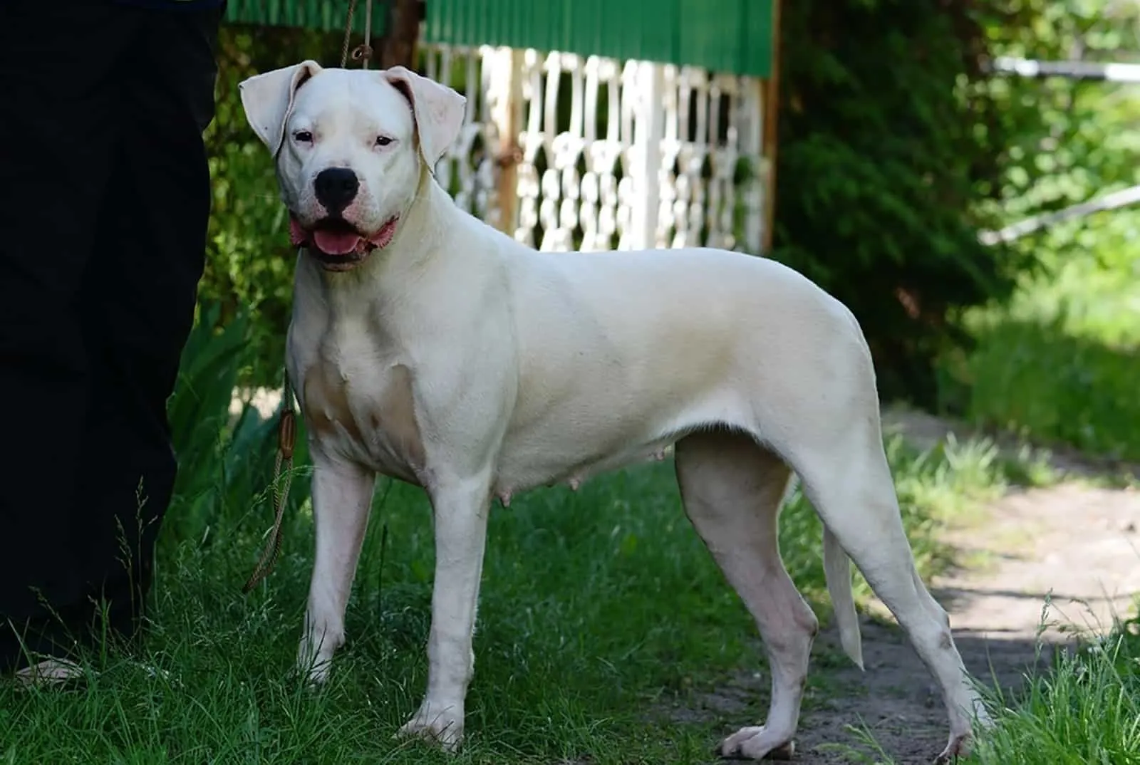 female dogo argentino standing in the yard
