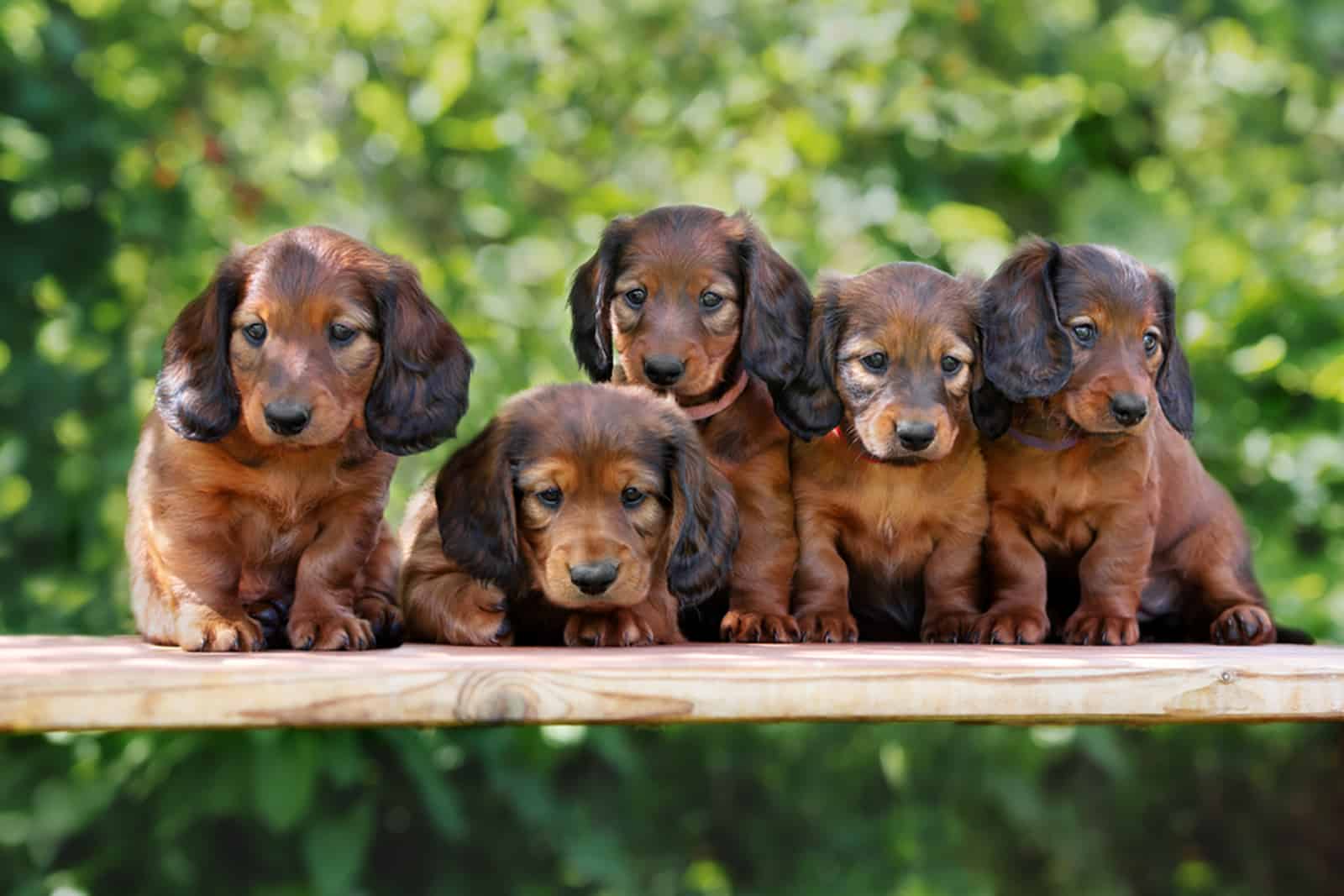 five dachshund puppies sitting on a bench