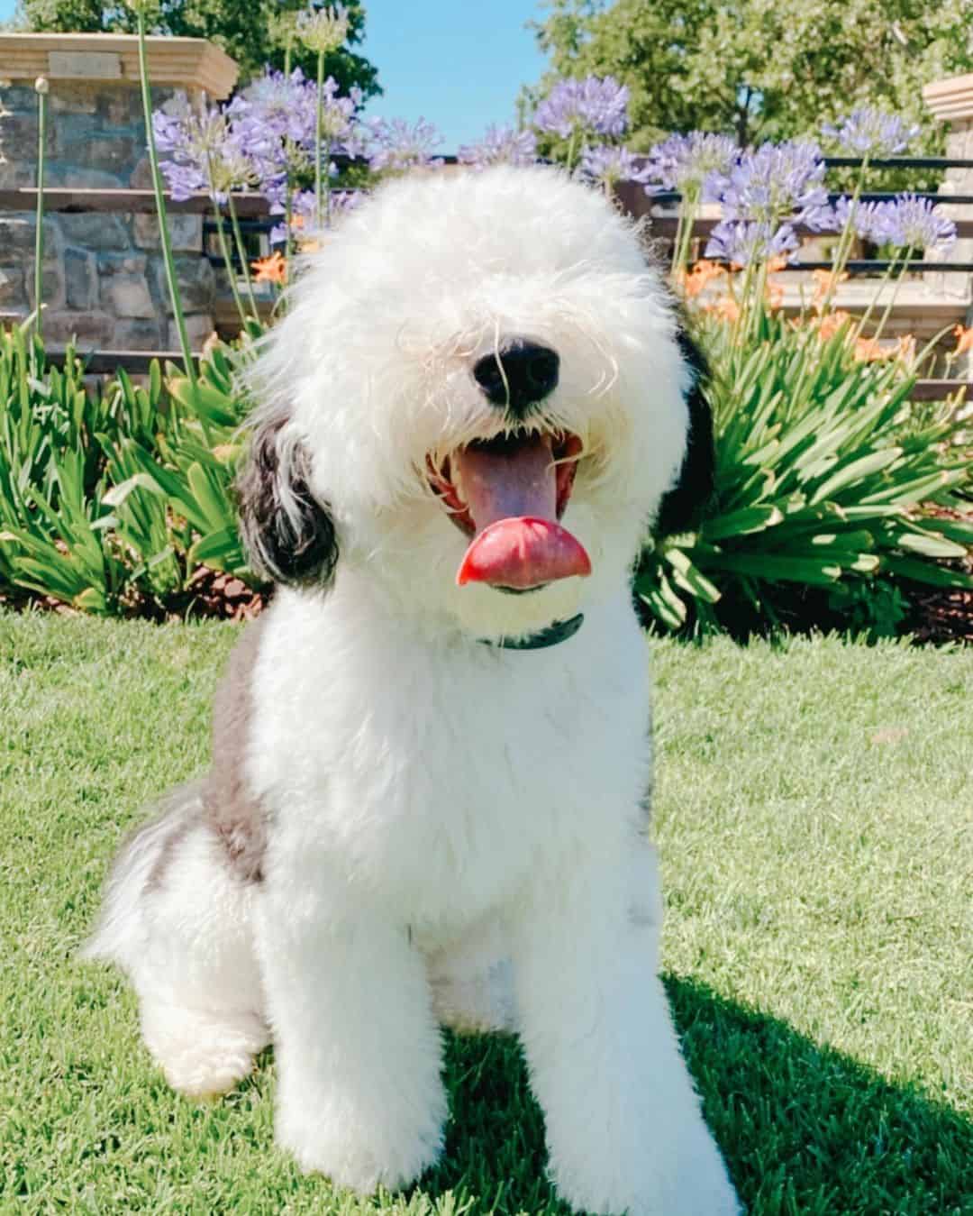 fluffy mini sheepadoodle