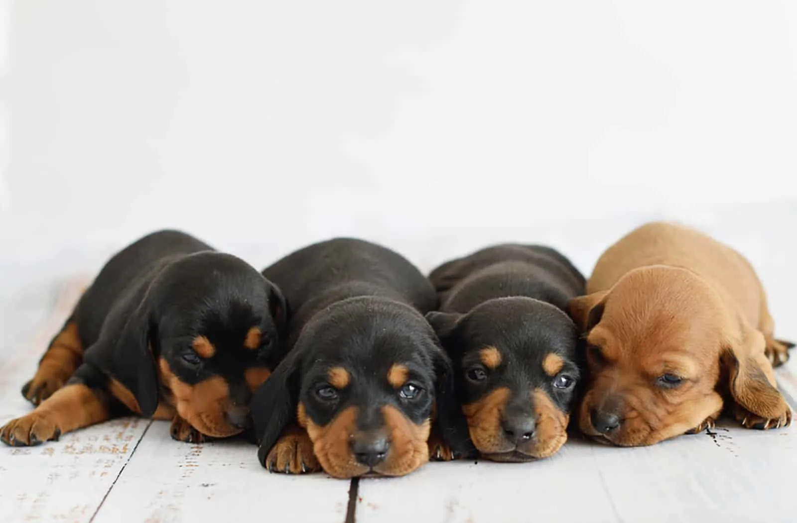 four cute dachshund puppies lying on the floor