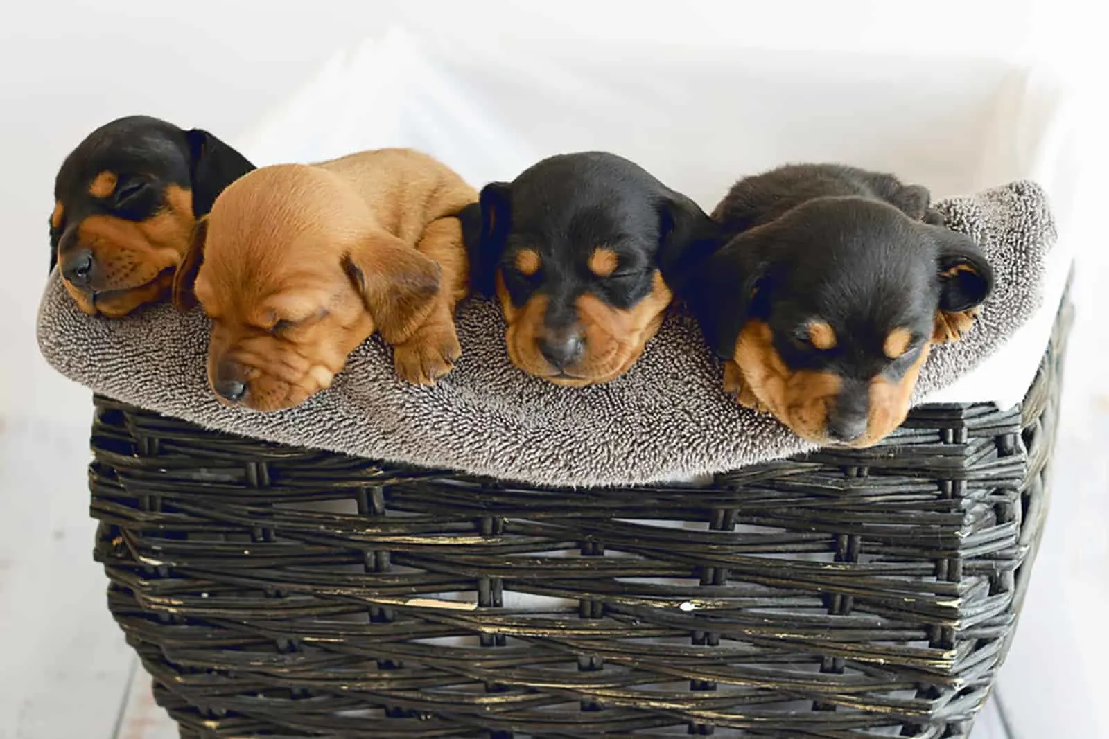 four dachshund puppies sleeping in a basket