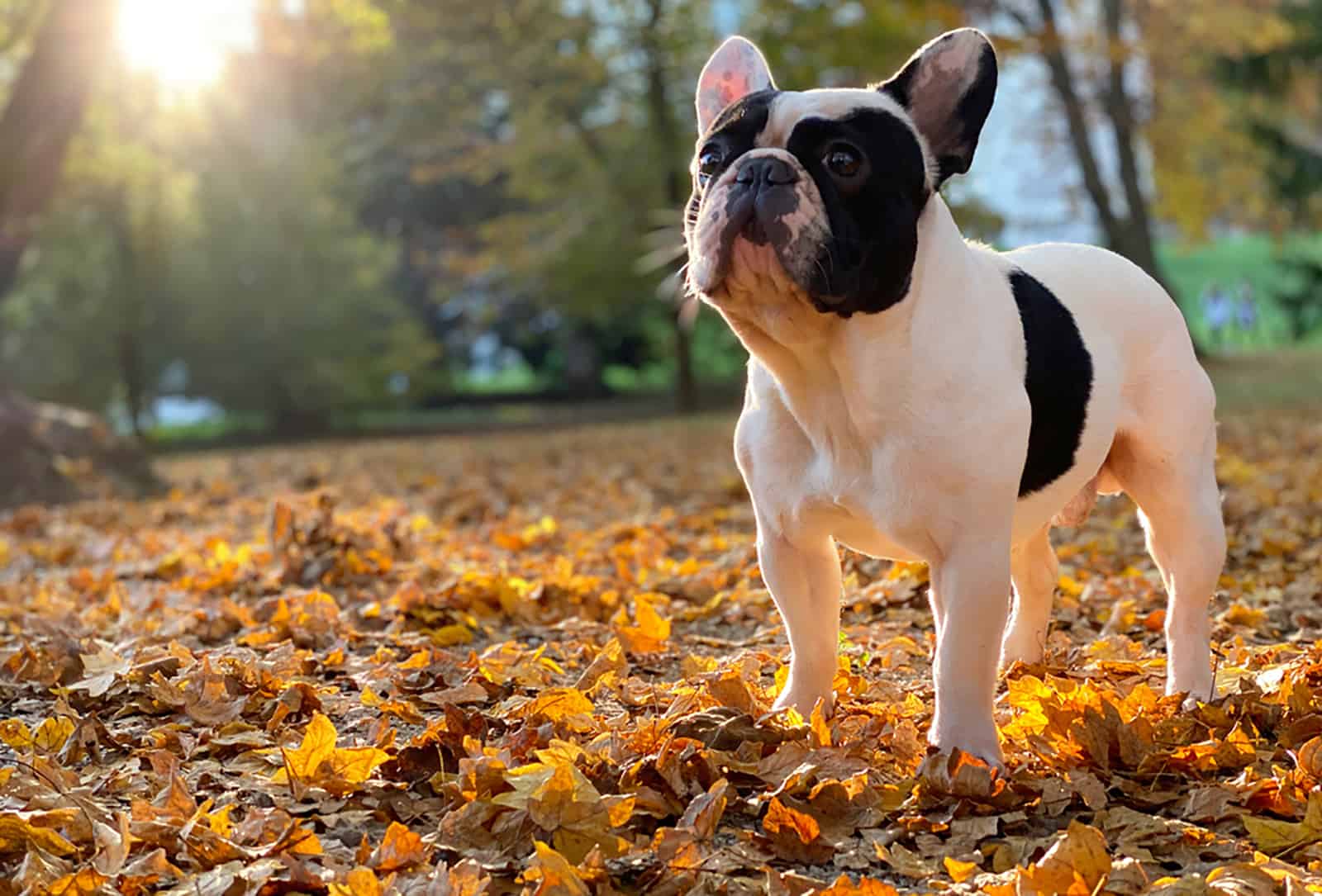 french bulldog in the park