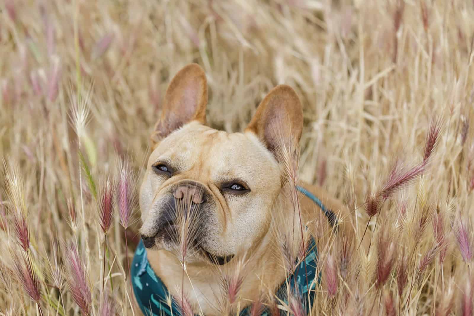 french bulldog in foxtail field