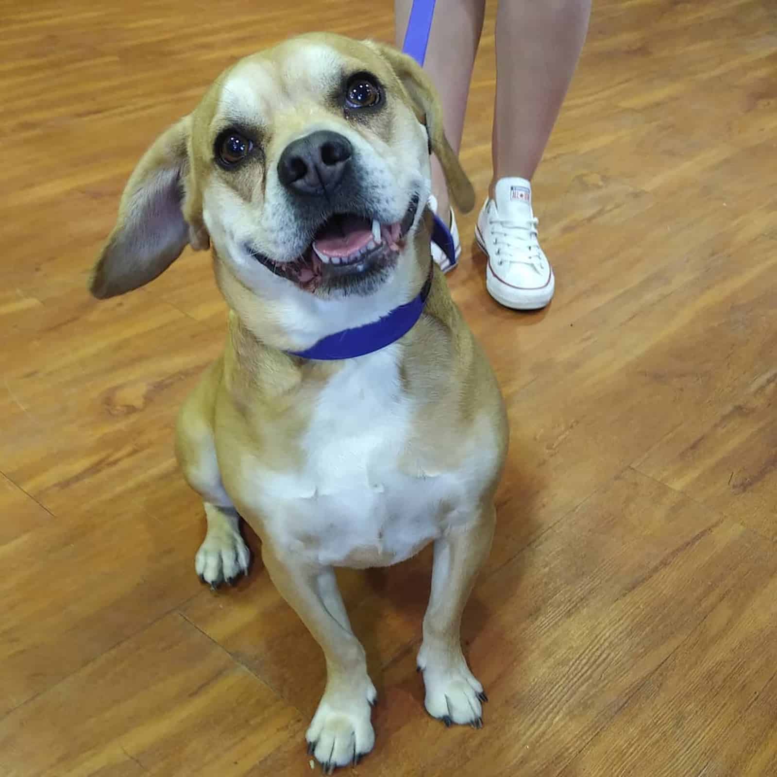 french bulldog beagle mi on a leash