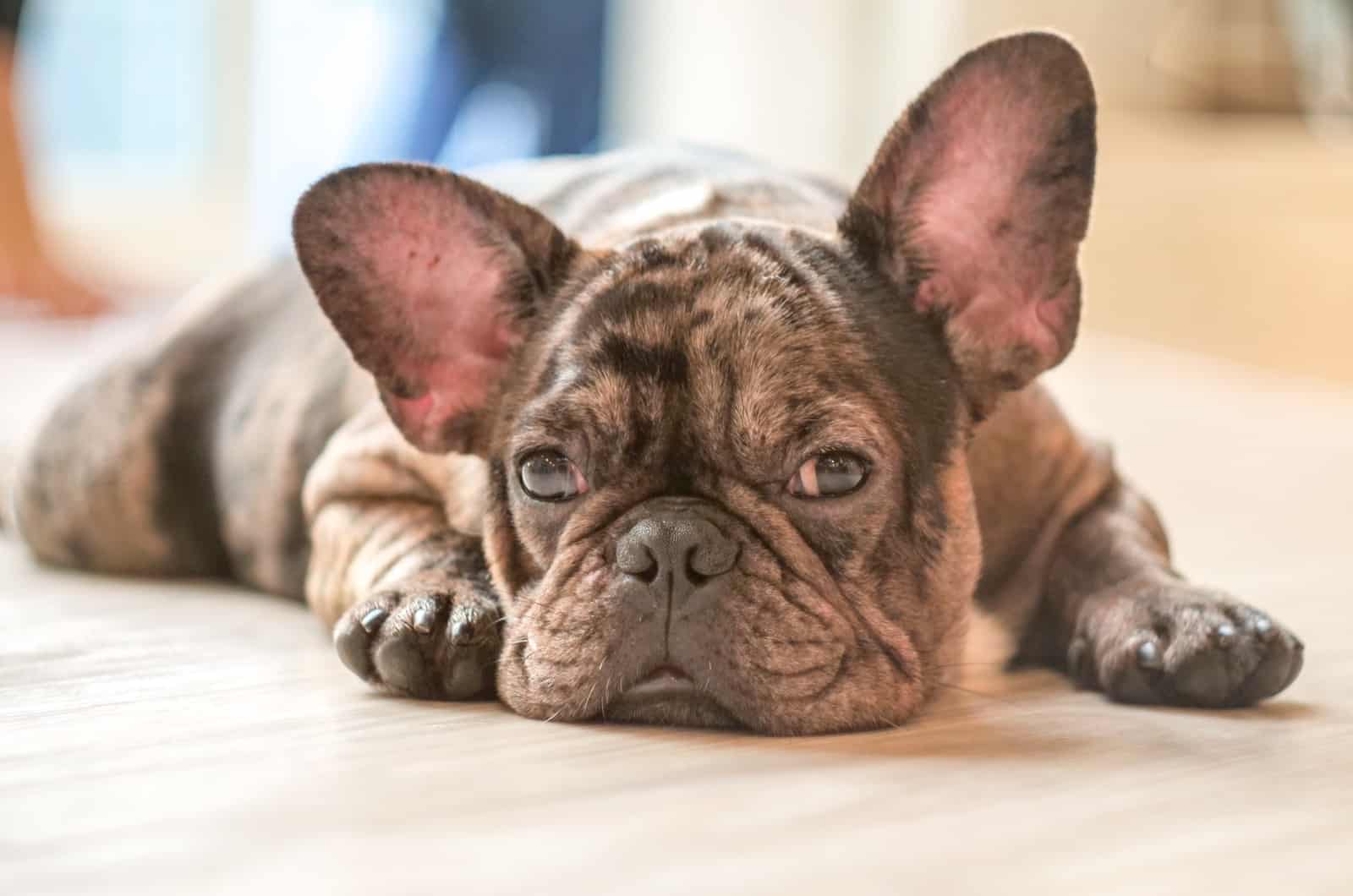 french bulldog lying on floor