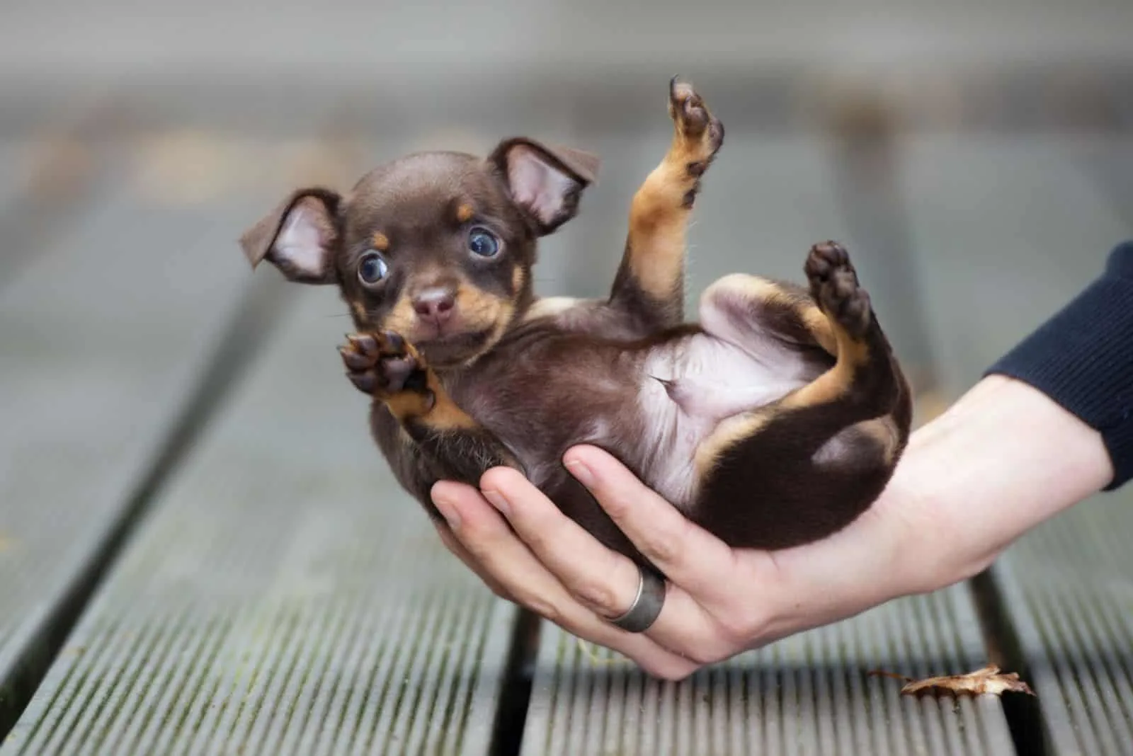 funny small puppy in a hand