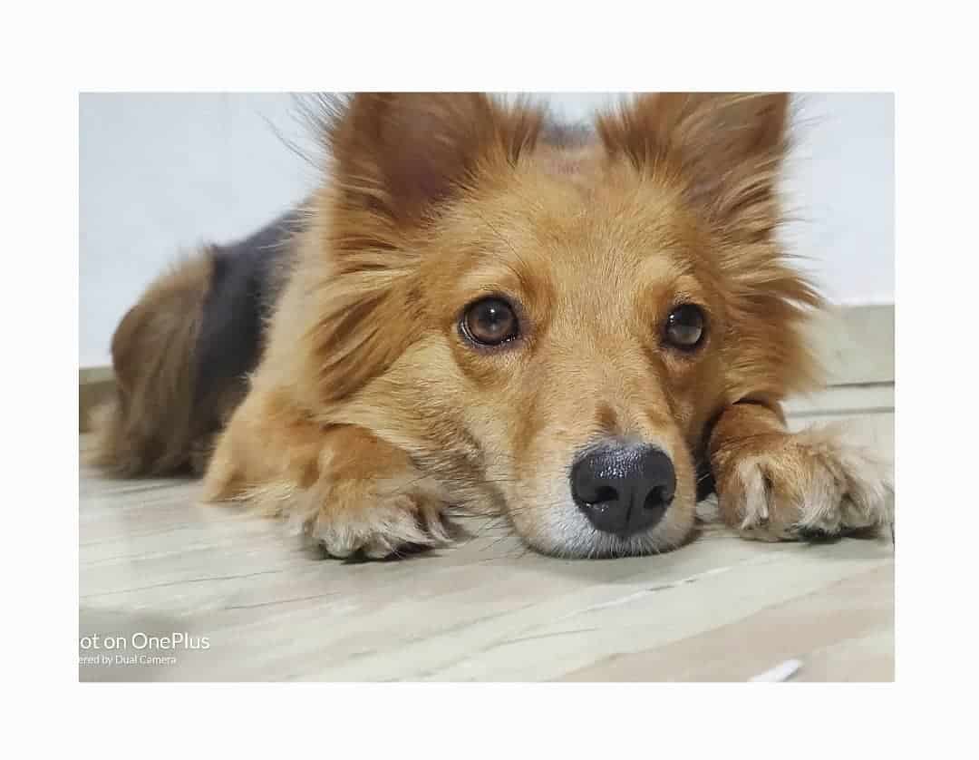 german pomeranian dog