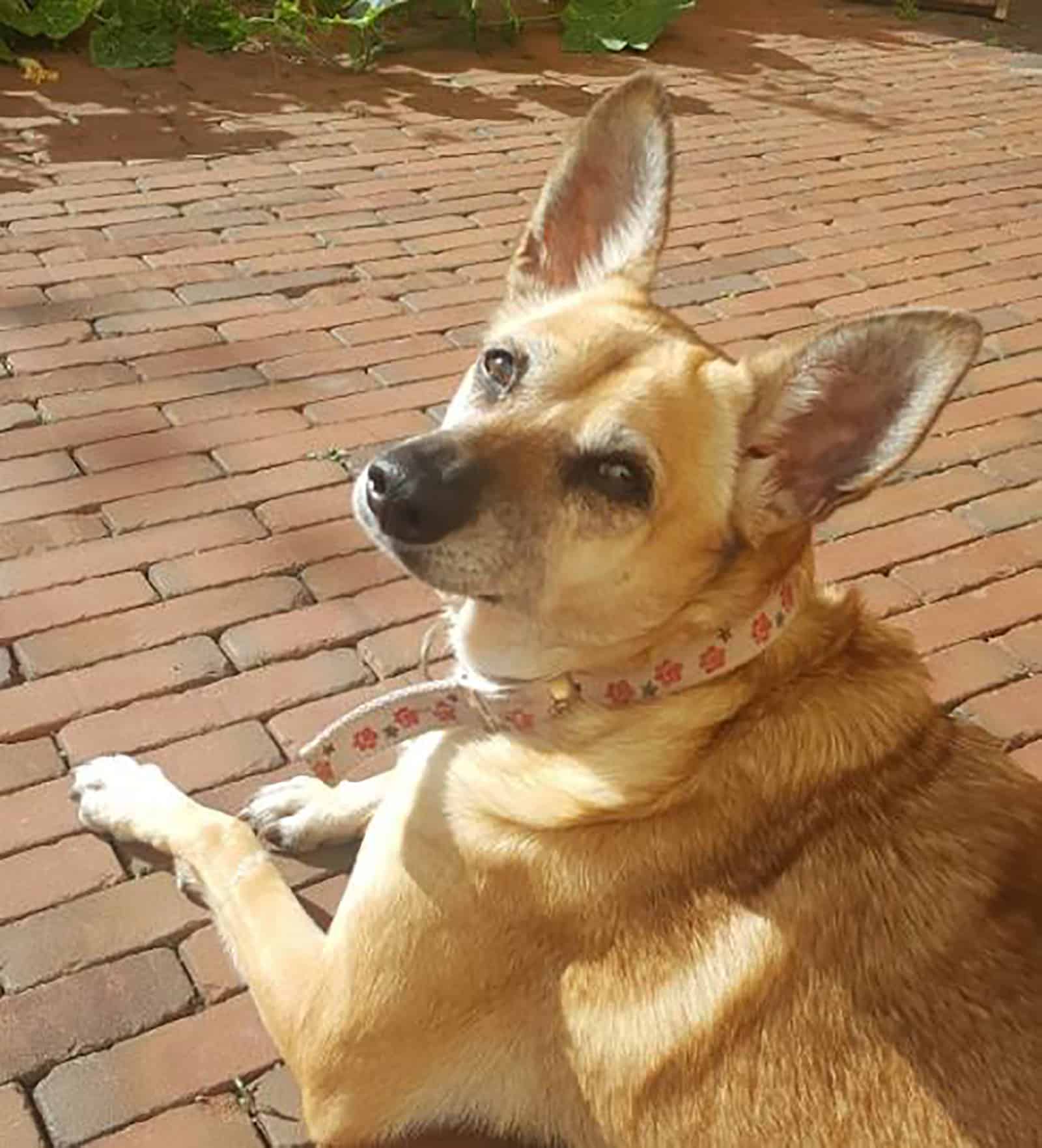 german shepherd basenji mix in the yard