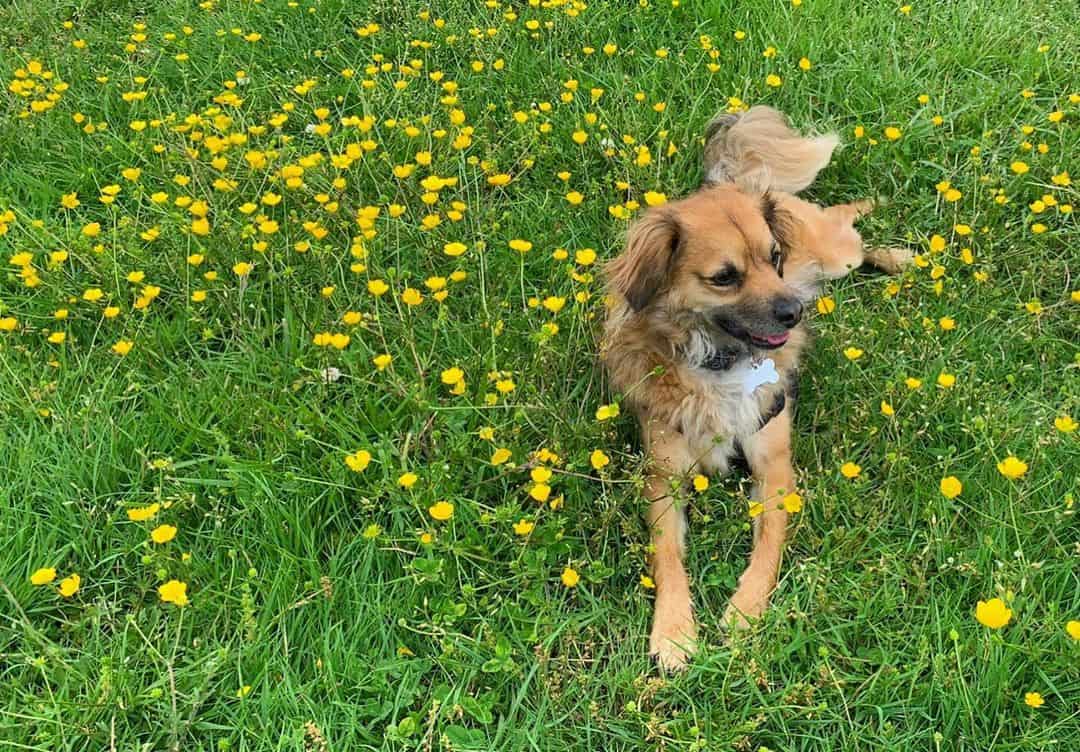 german shepherd chihuahua dog in a field