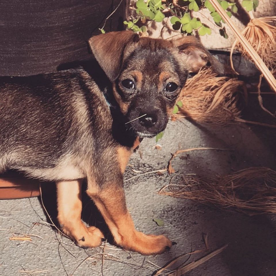 Is The German Shepherd Chihuahua Mix Even A Real Dog Breed?