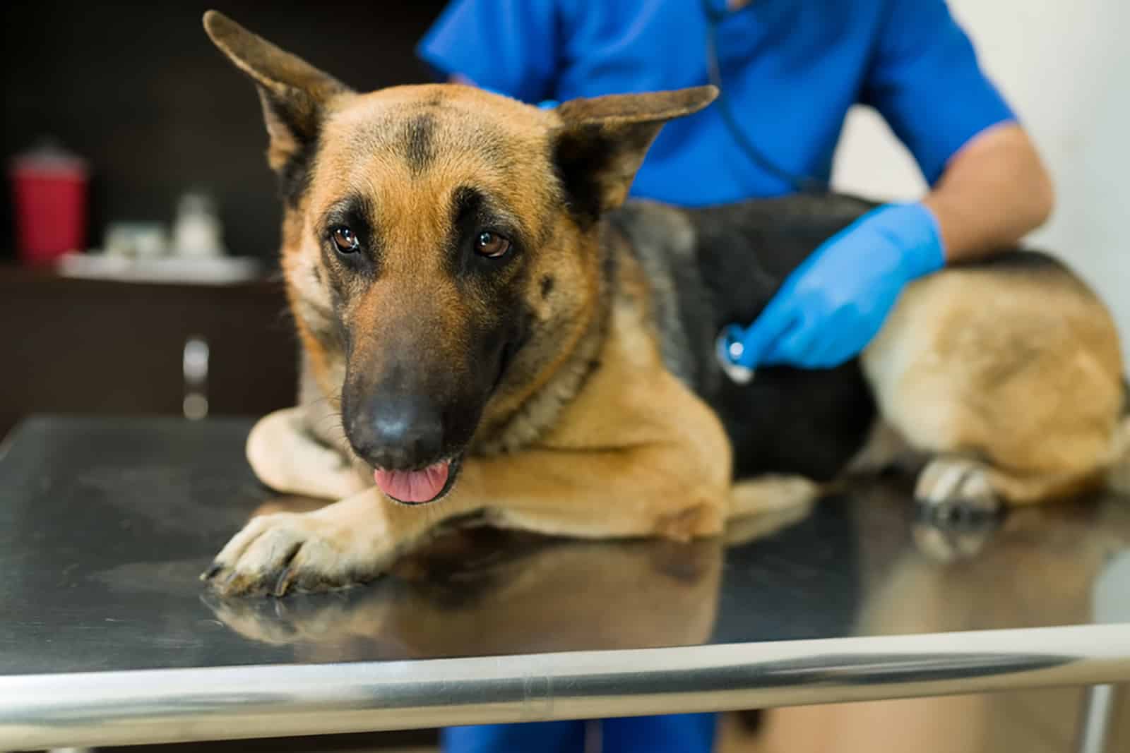 german shepherd dog lying on the table at the vet clinic