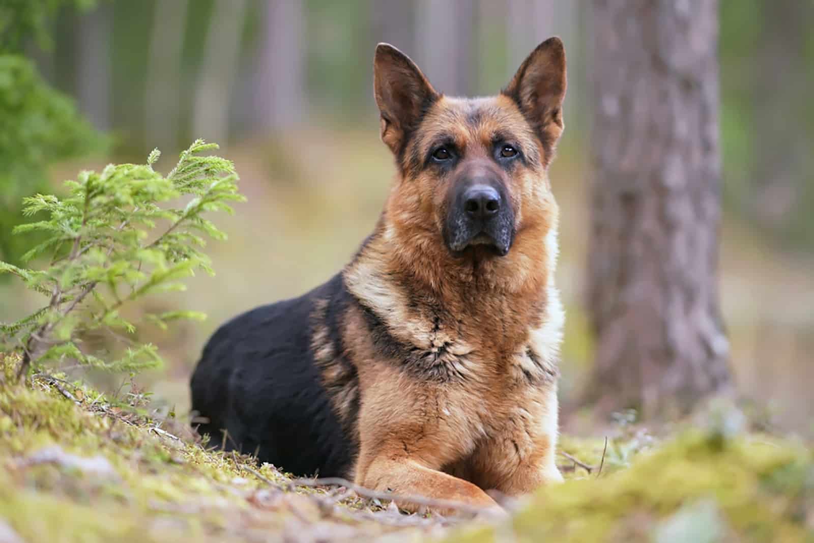 german shepherd dog in the forest