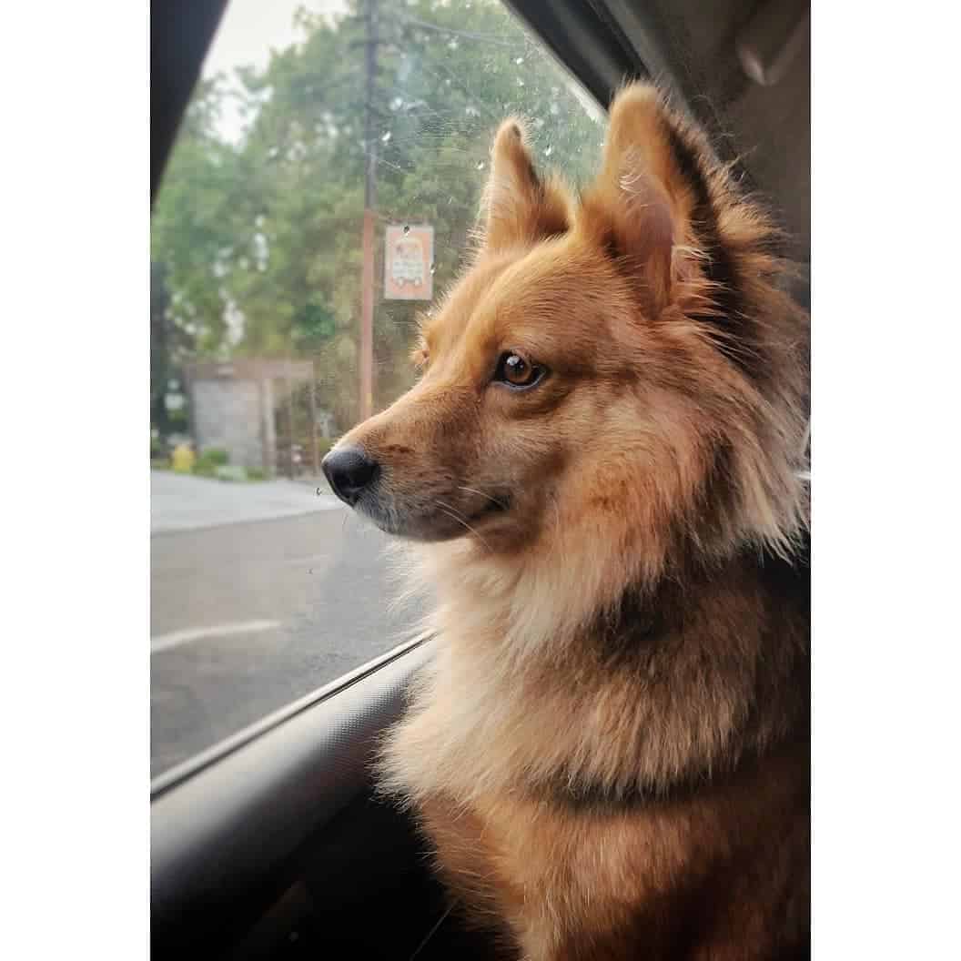 german shepherd pomeranian mix