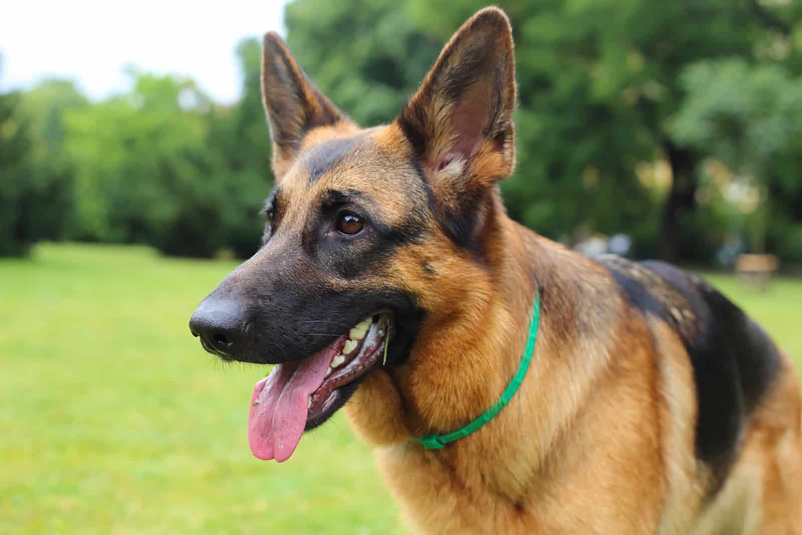 german shepherd in the park