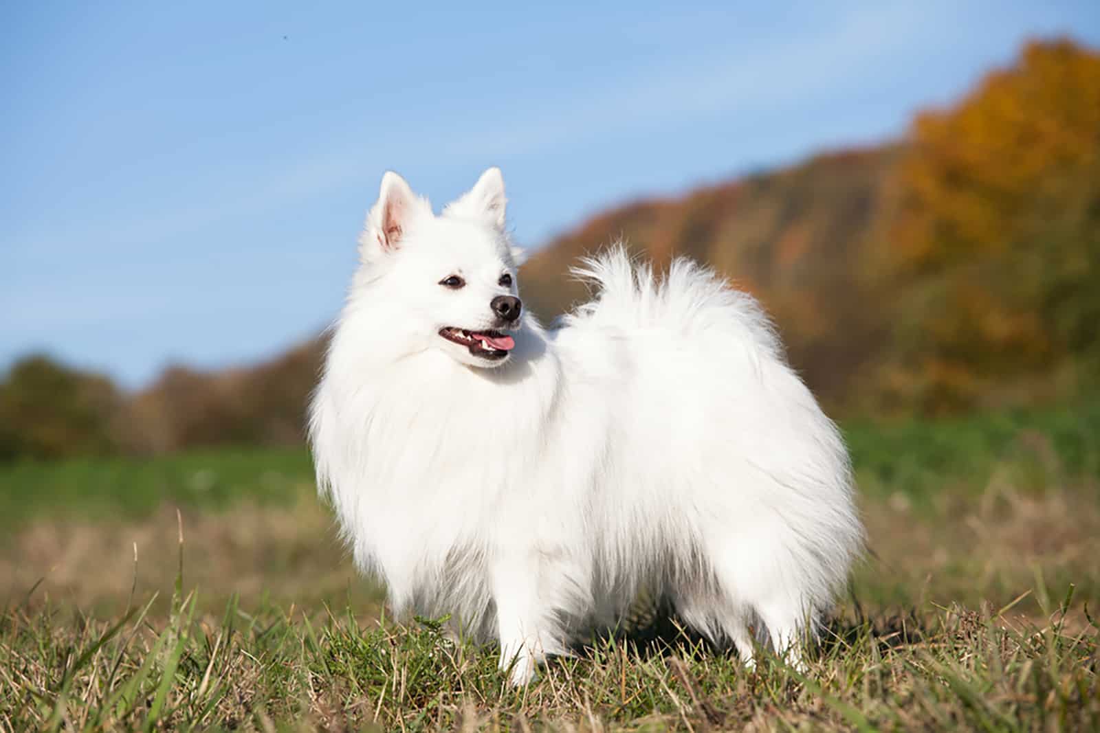 german spitz standing in the grass