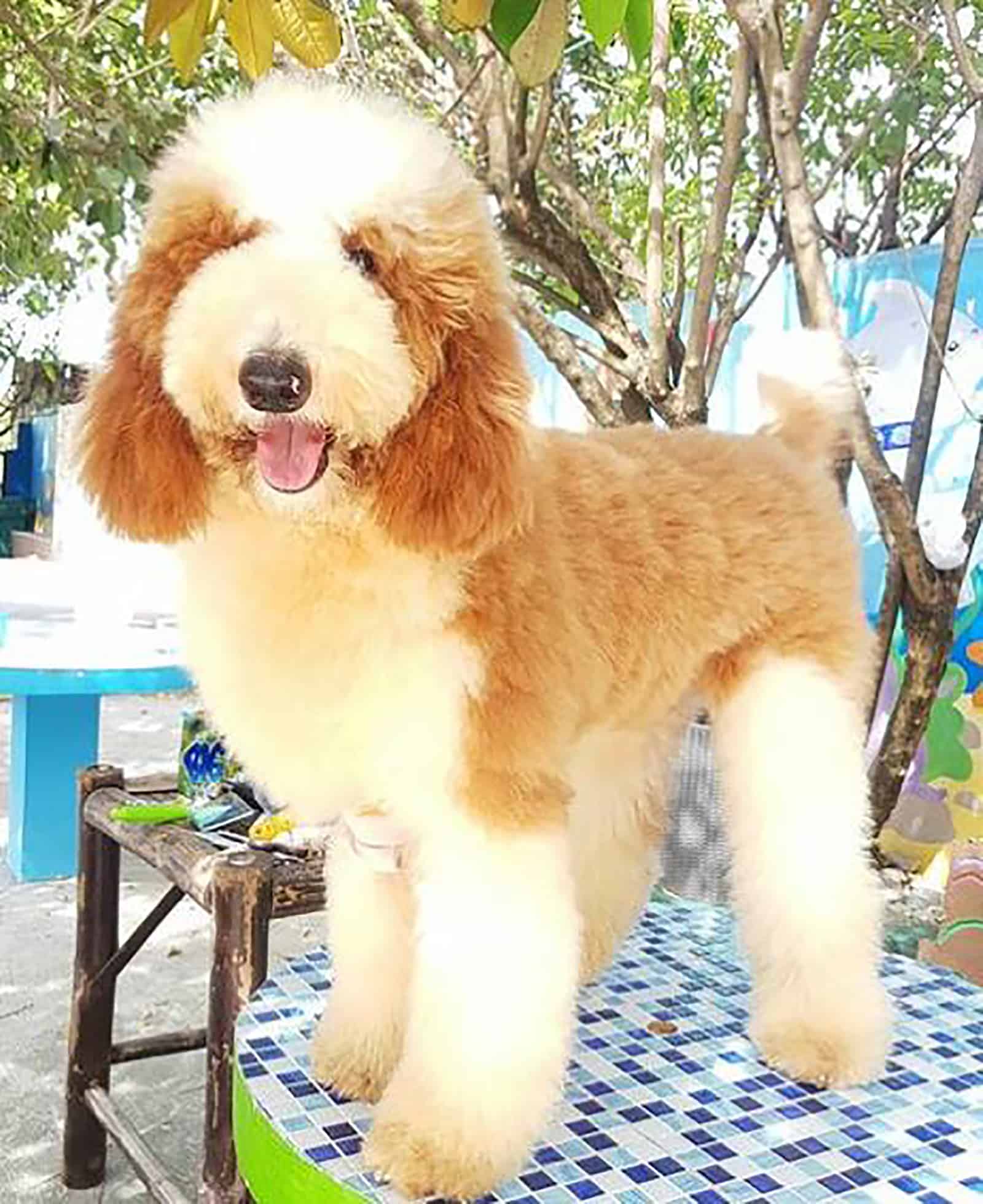 giant poodle standing on a chair outdoors