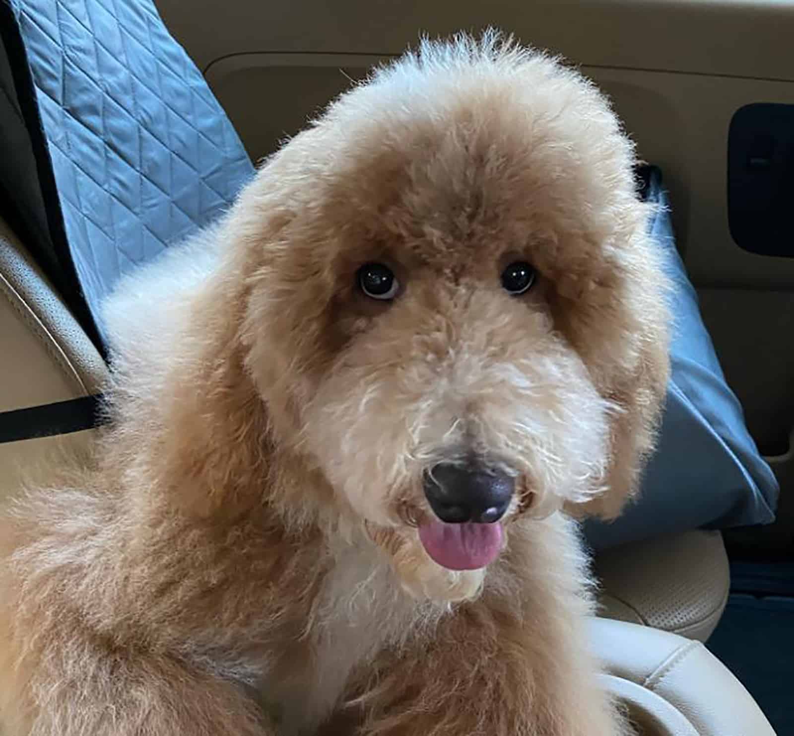 giant poodle sitting in the car