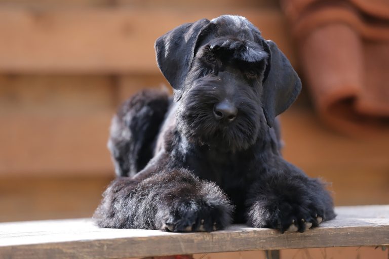 Giant Schnauzer Breeders Connecticut 2024 Callie Gertrud