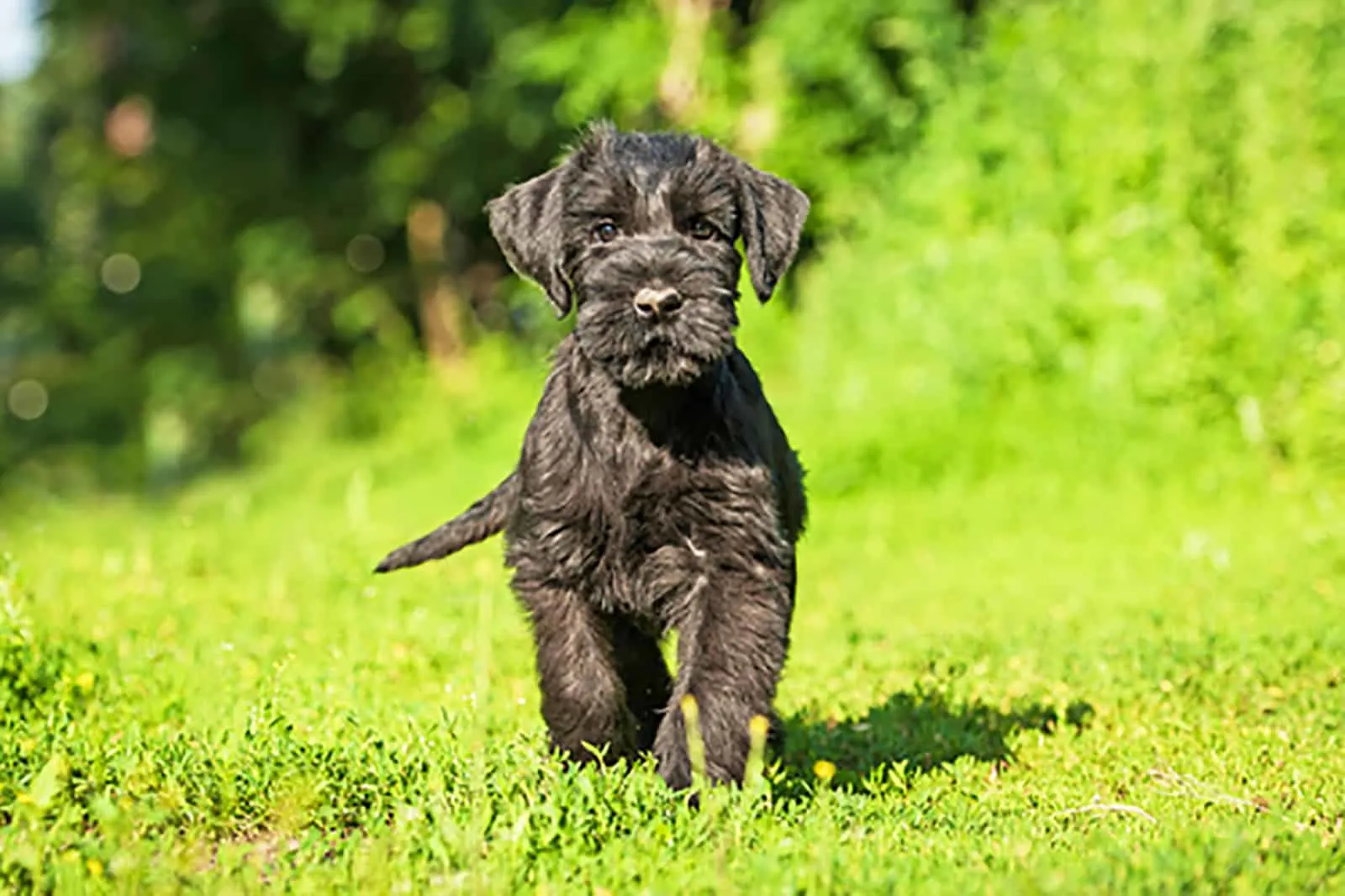 giant schnauzer puppy running in the field
