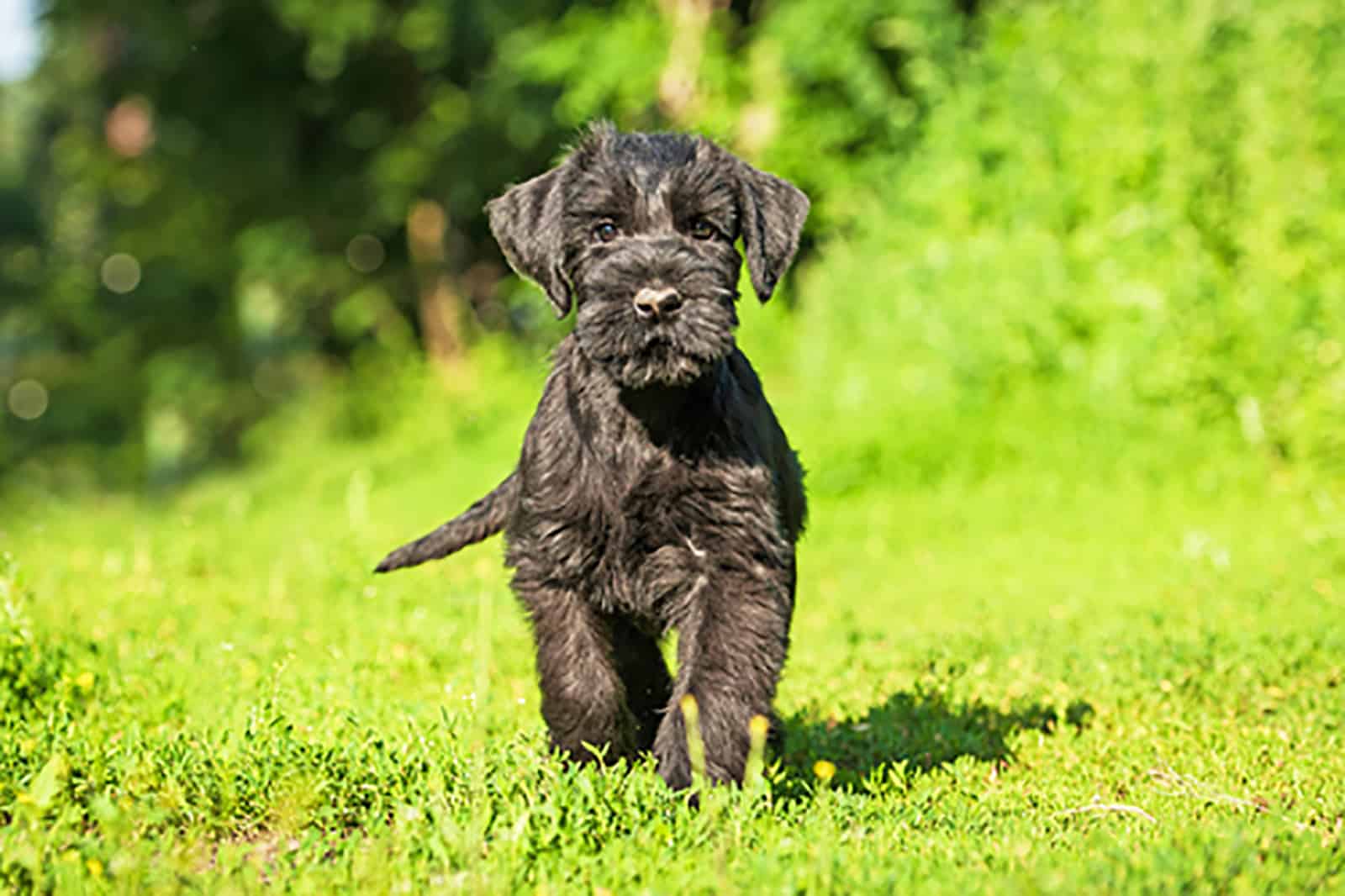 10 Best Giant Schnauzer Breeders In The USA