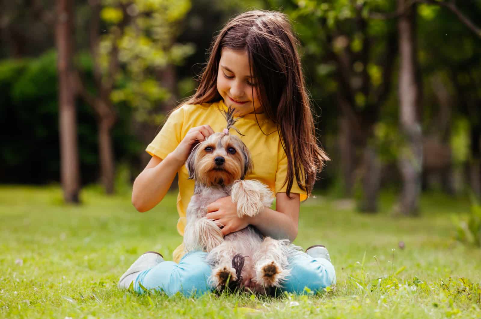 girl makes a ponytail on yorkie's head