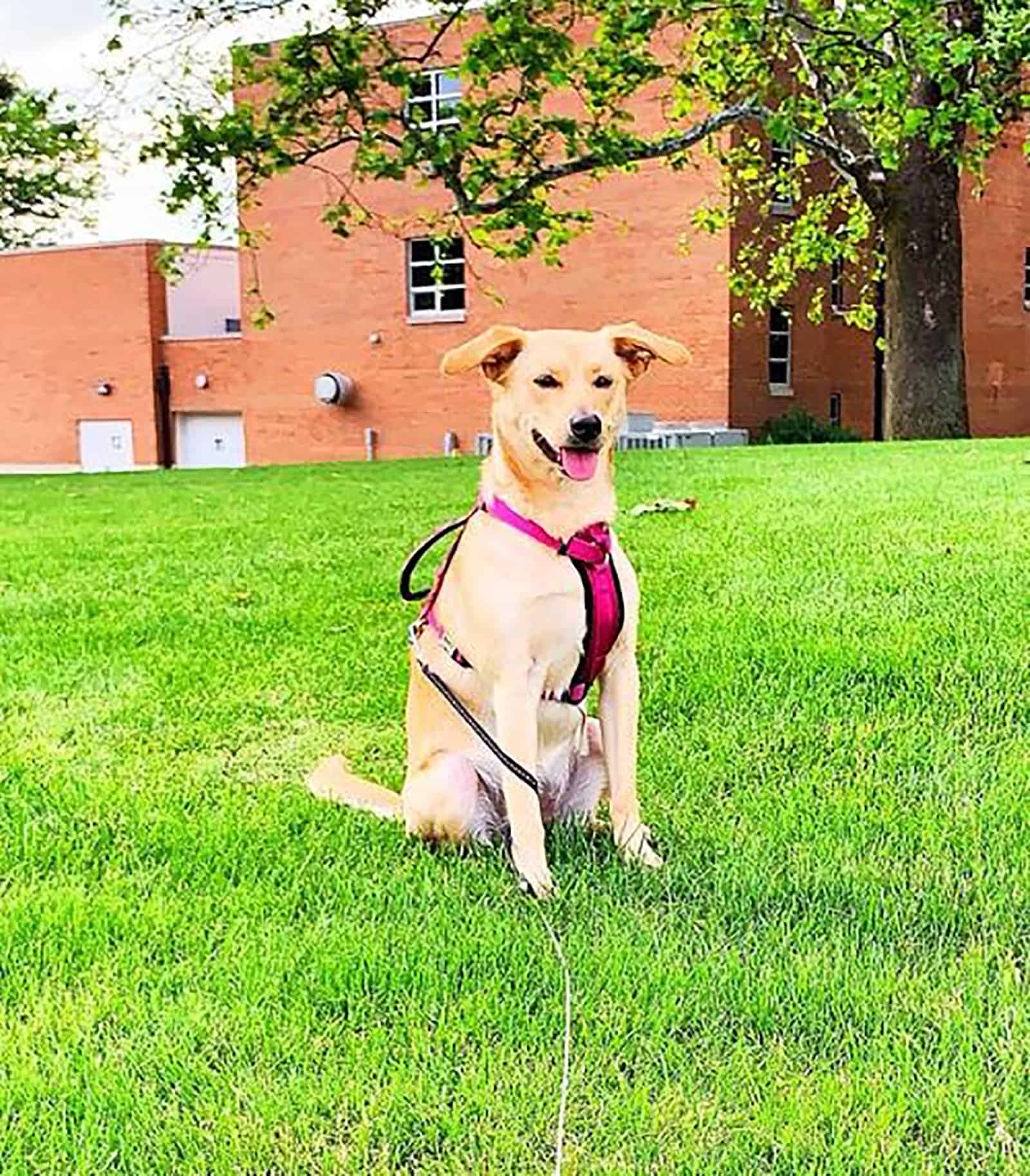 golden retriever basenji mix