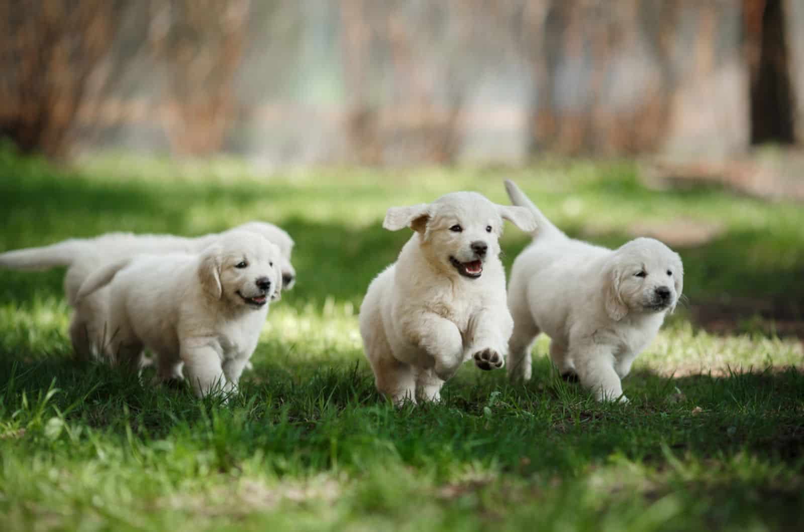 golden retriever puppies running on the grass