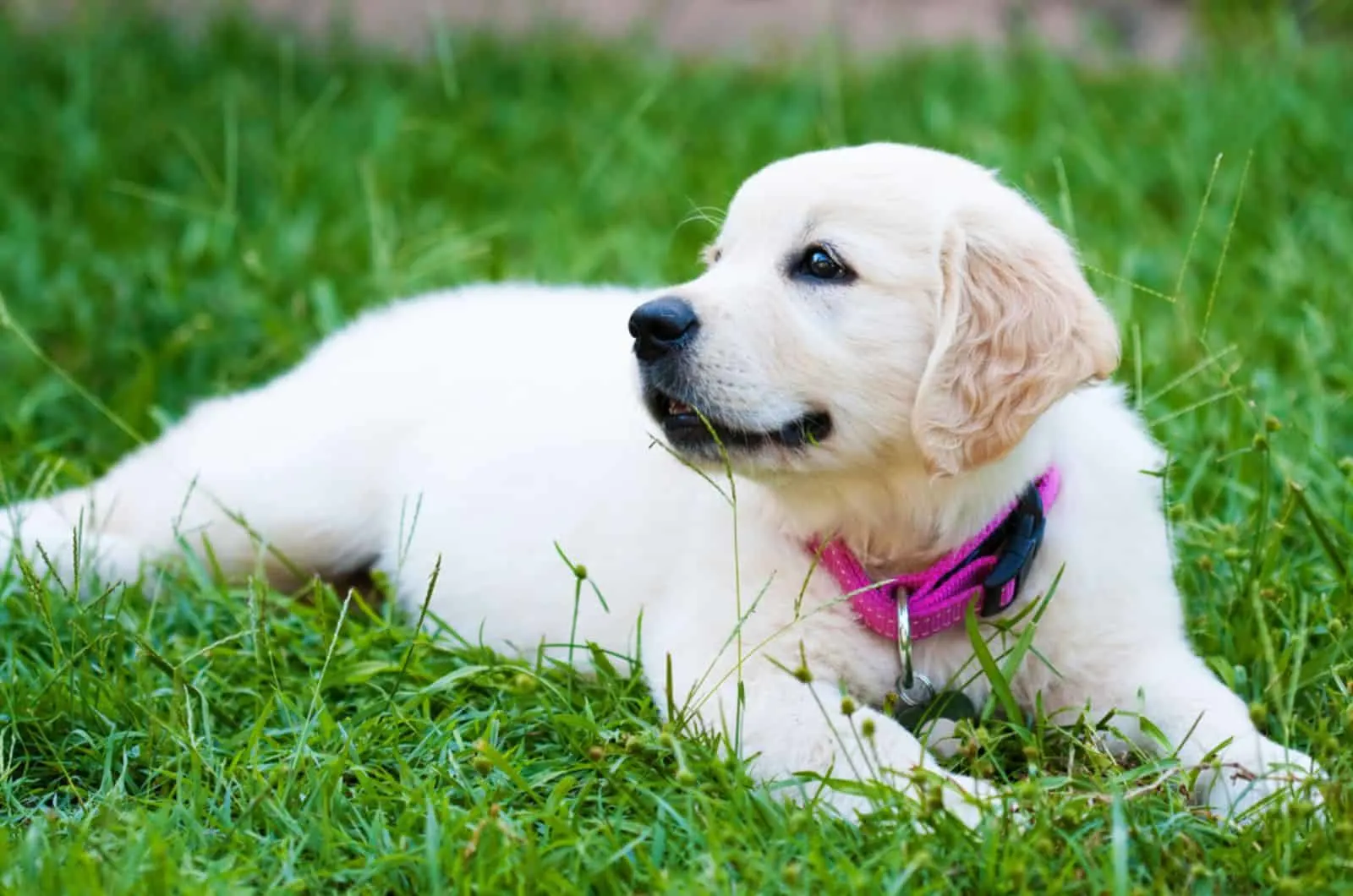 golden retriever puppy lying on the grass in the park