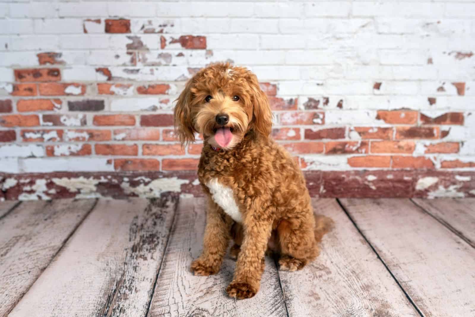 goldendoodle puppy on the wooden floor