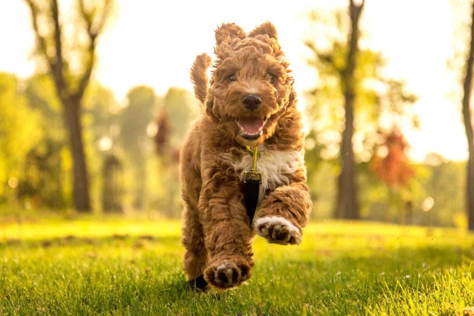 goldendoodle puppy running