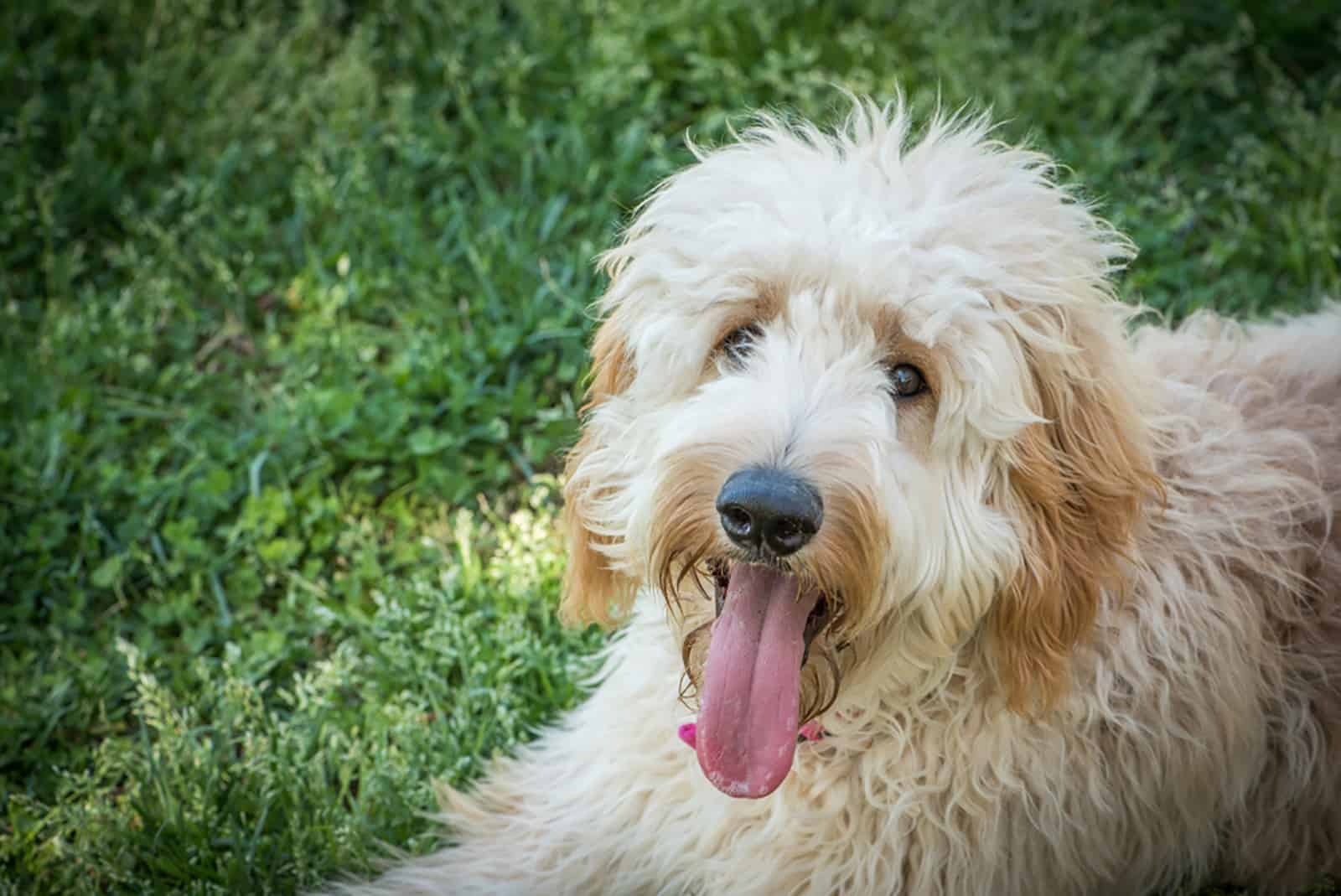 goldendoodle dog lying in the grass