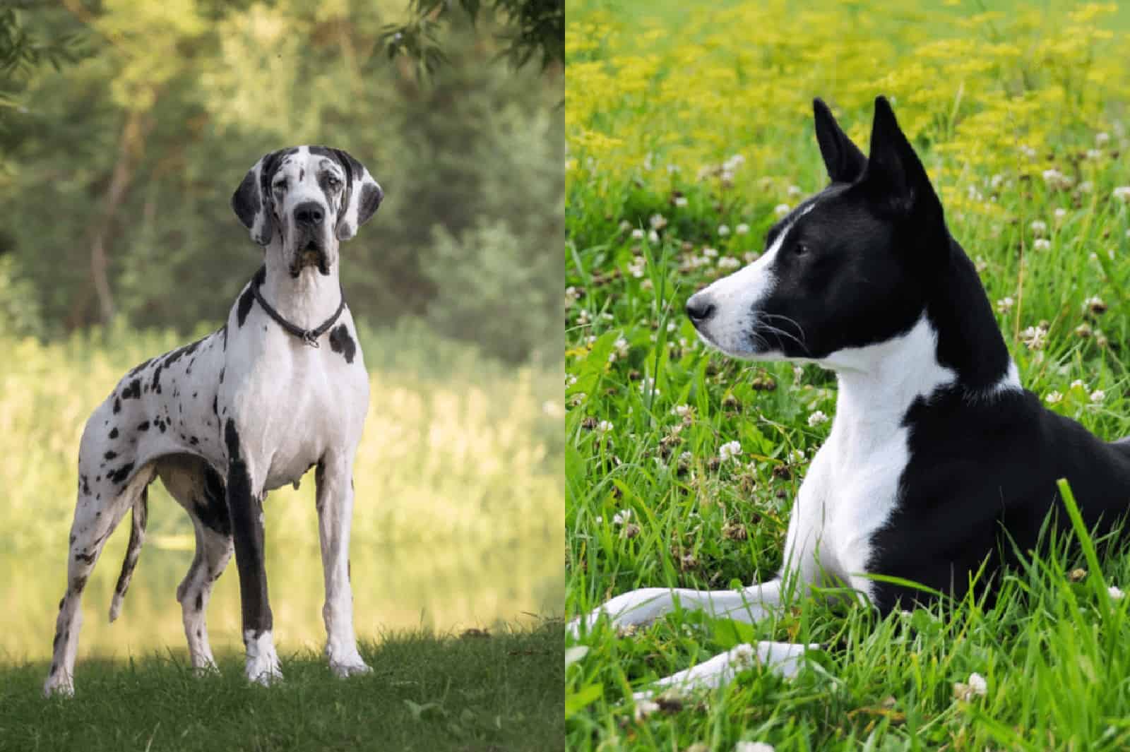 great dane basenji mix