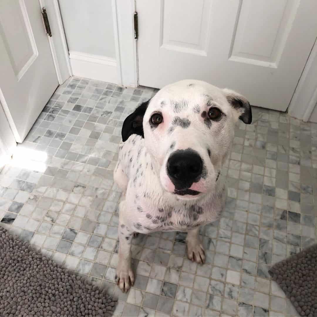 great dane dalmatian dog