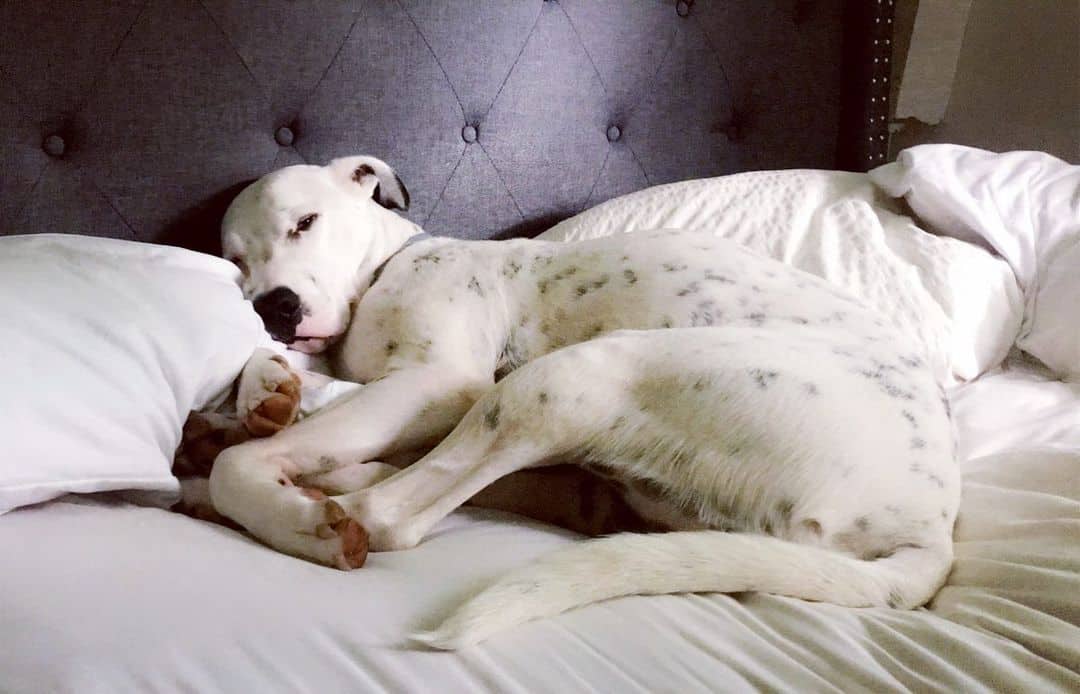 great dane dalmatian mix napping