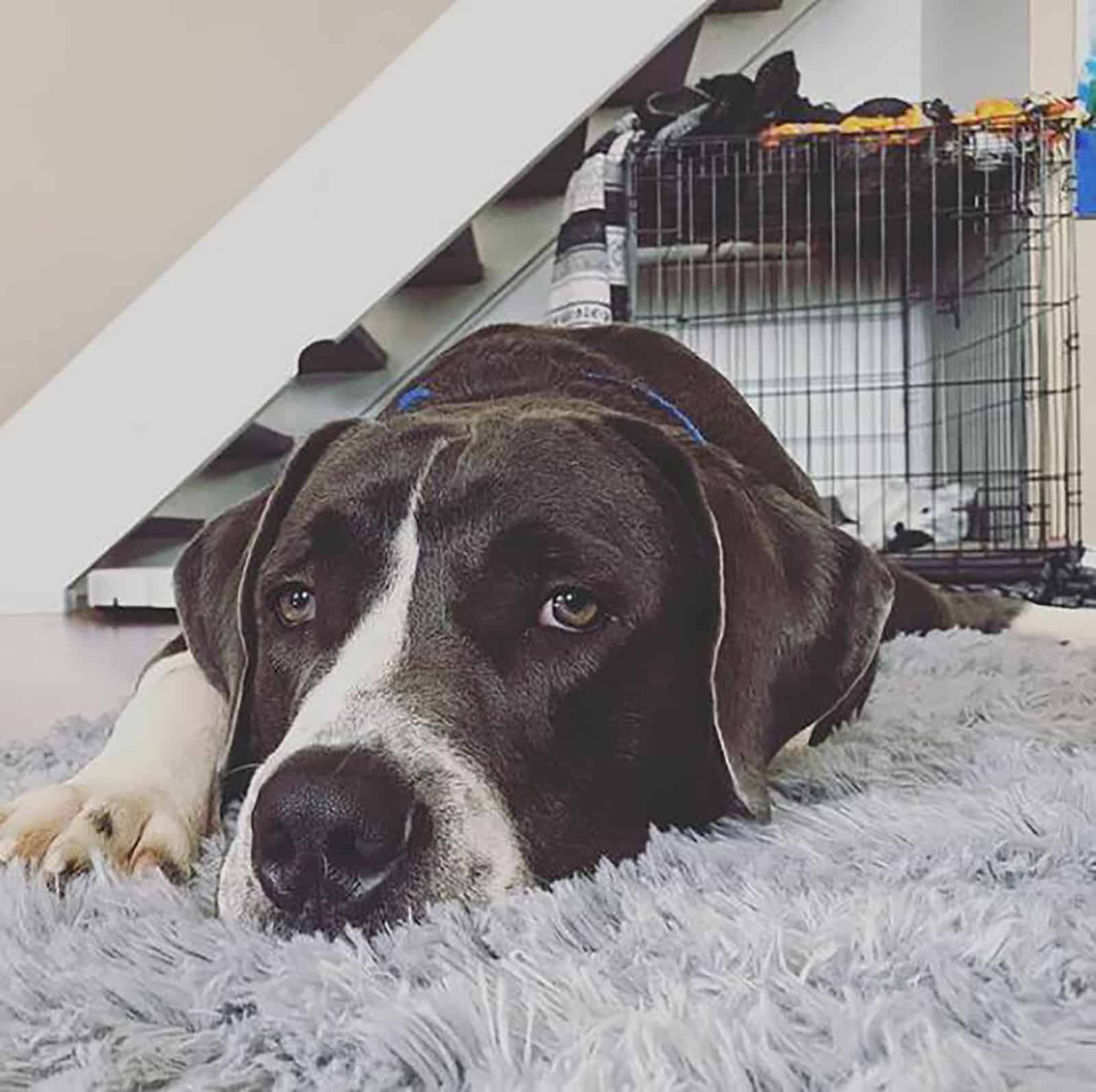 great dane pitbull dog lying down on the carpet