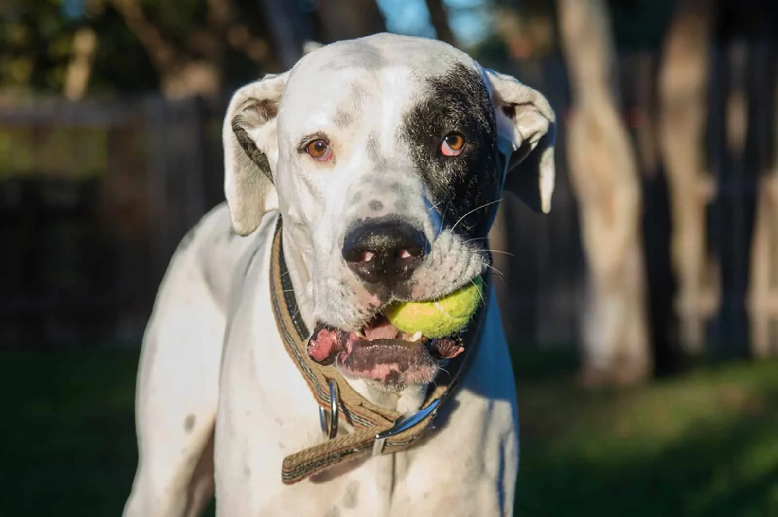 great dane pitbull dog playing with a tennis ball in the park