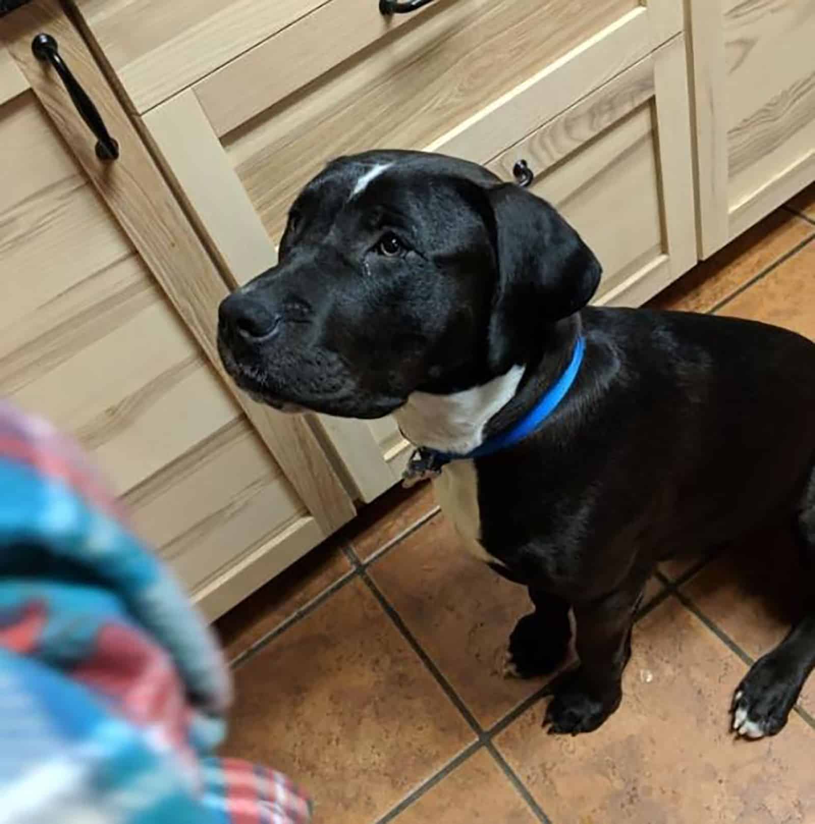 great dane pitbull dog sitting in the kitchen on the floor