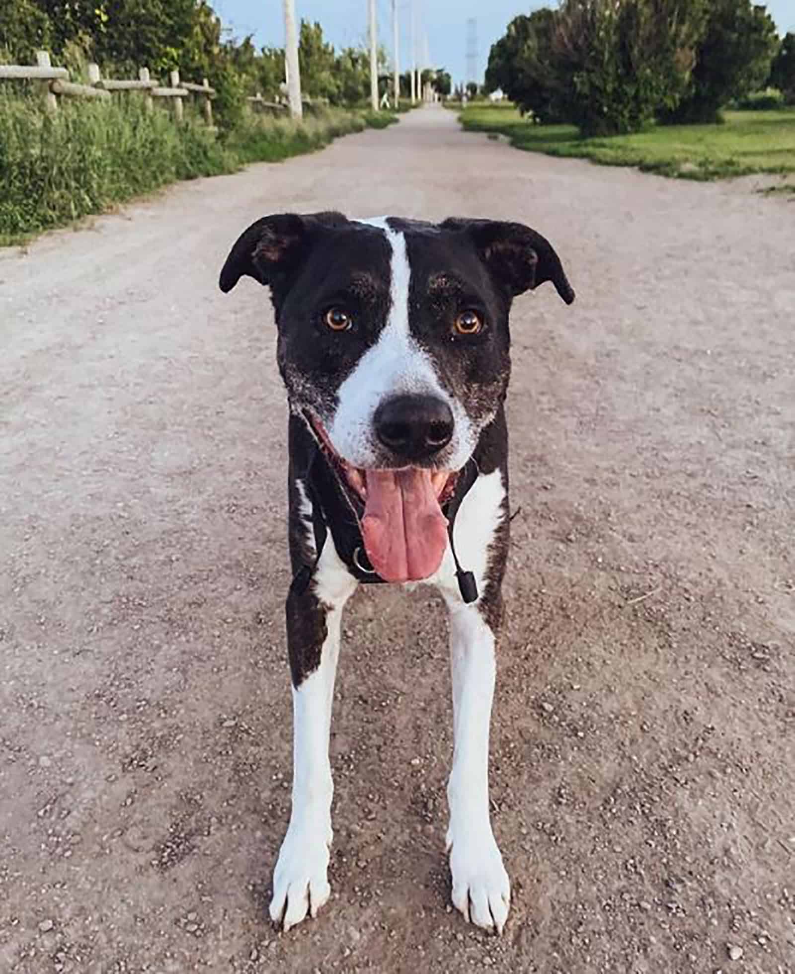 great dane pitbull dog standing on the road