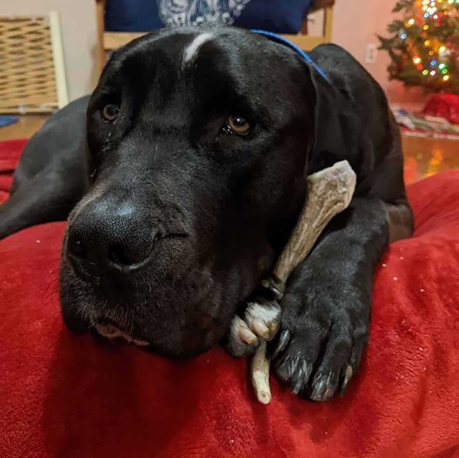 great dane pitbull mix dog lying down on the couch