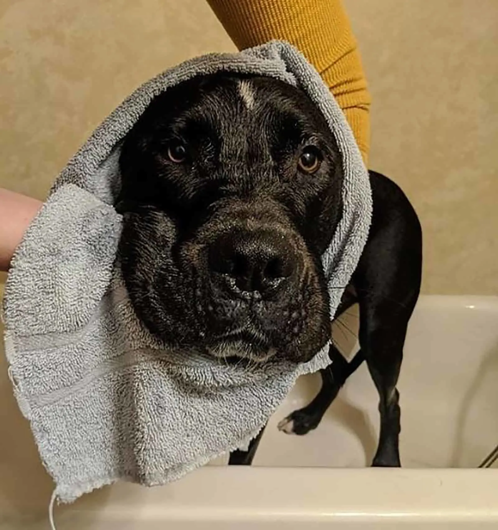 great dane pitbull mix wrapped in a towel after bathing